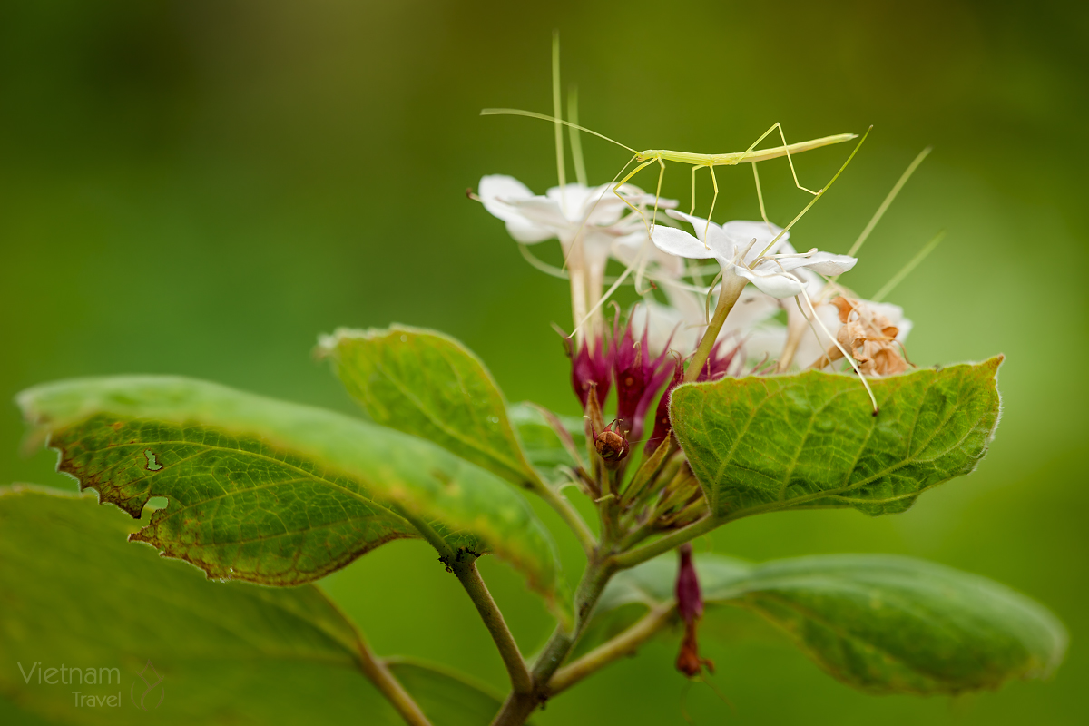 Stick Insect (Phasmatodea)