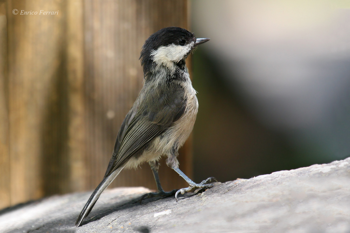 Parus ater