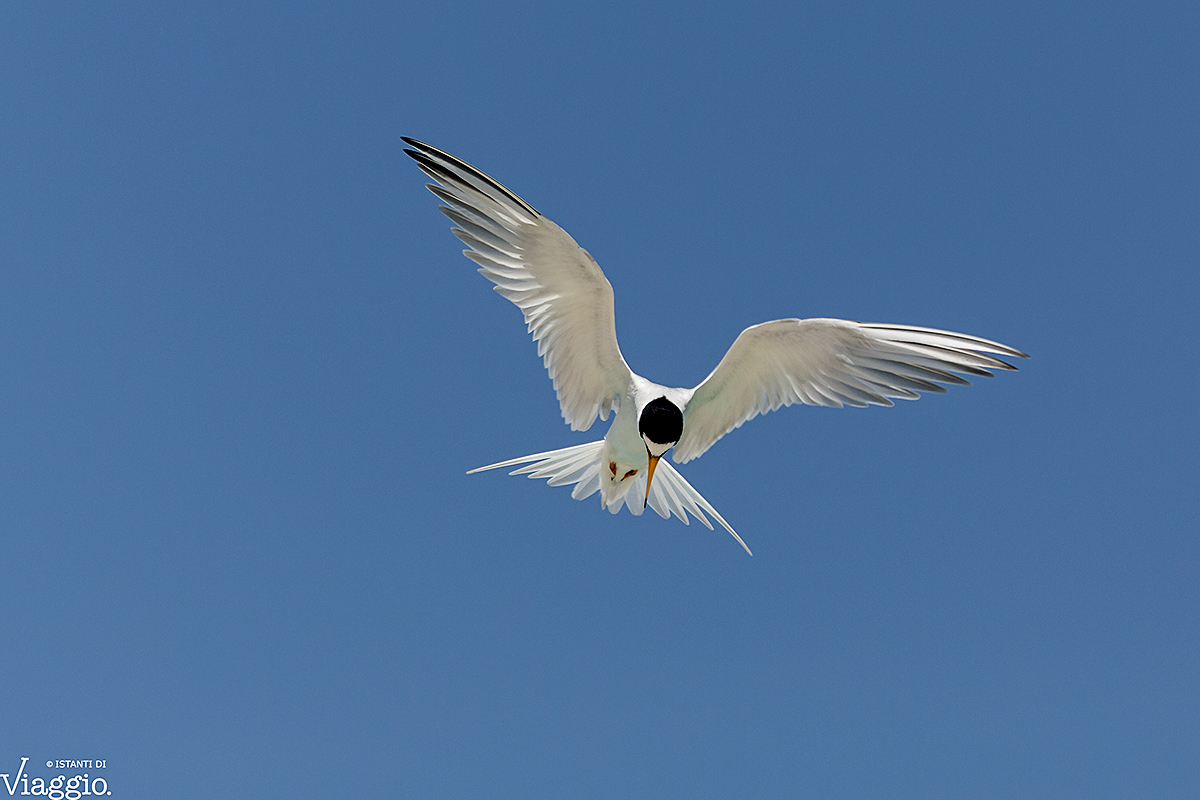 Fraticello americano (Sternula antillarum)