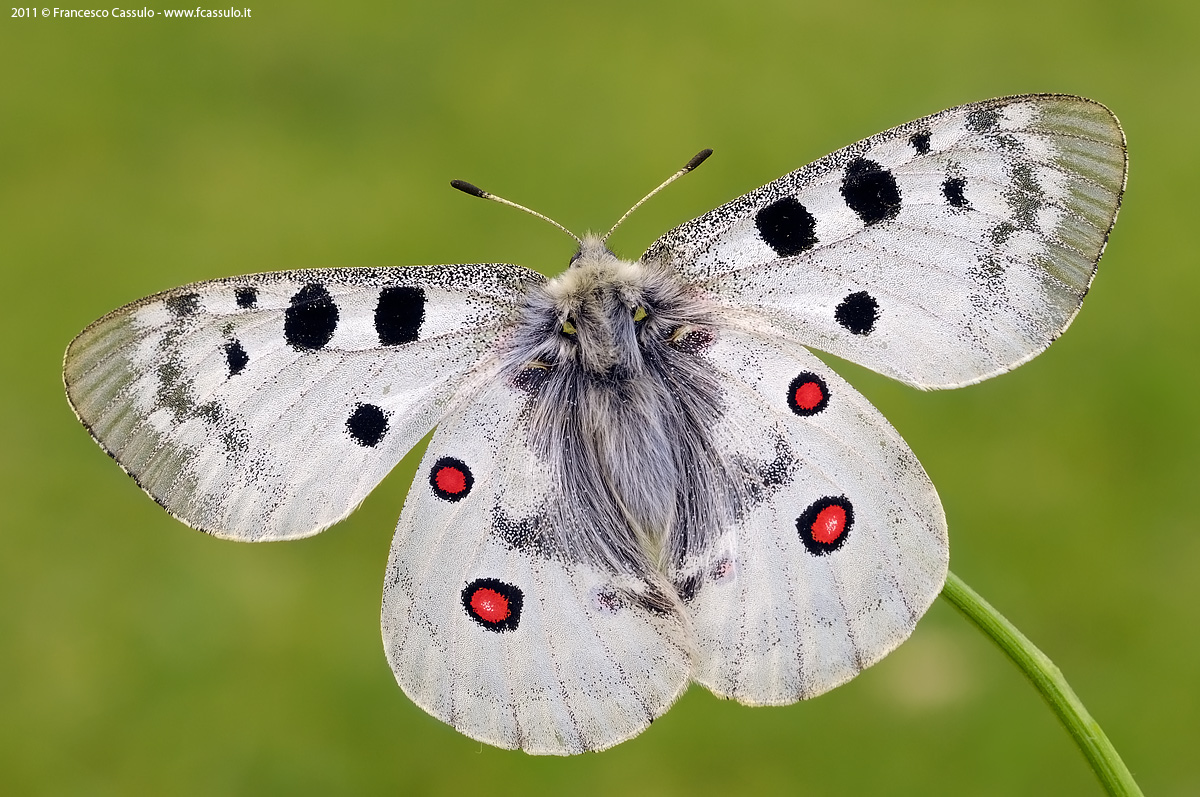 Parnassius apollo Linnaeus, 1758
