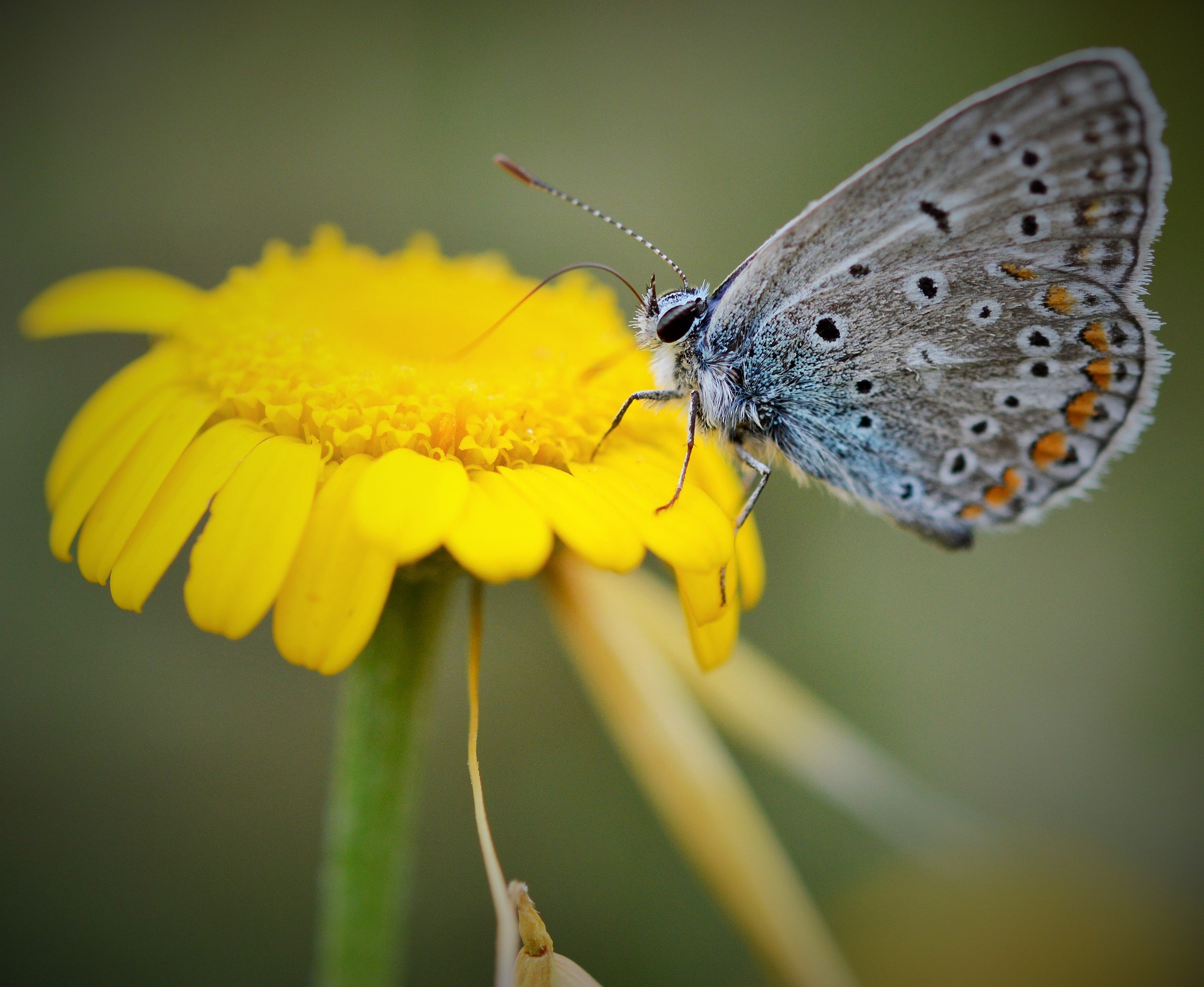 their source of life