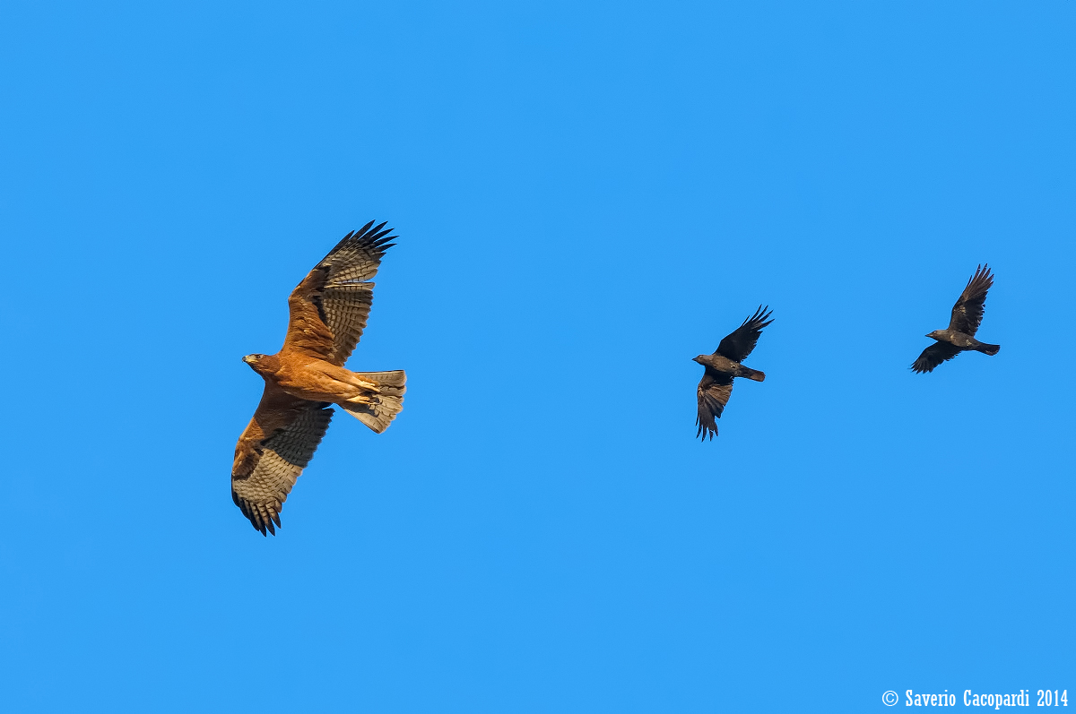 Alba di una speranza