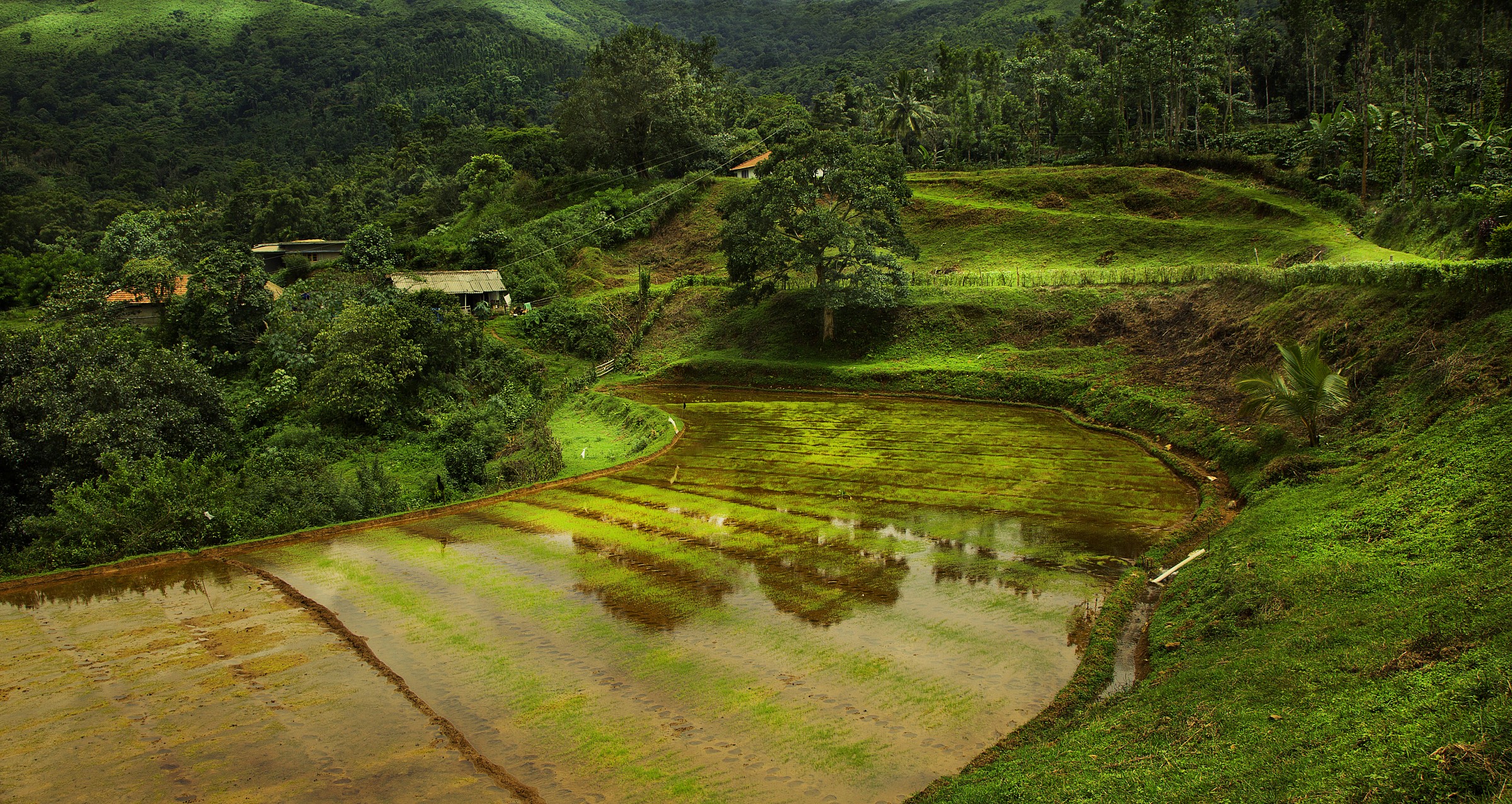 Prati e pendii montani