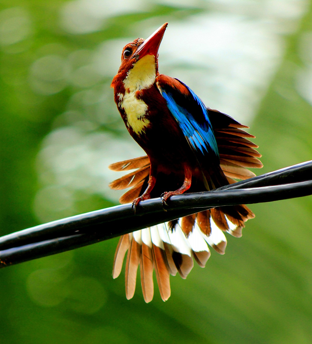 White-throated Kingfisher