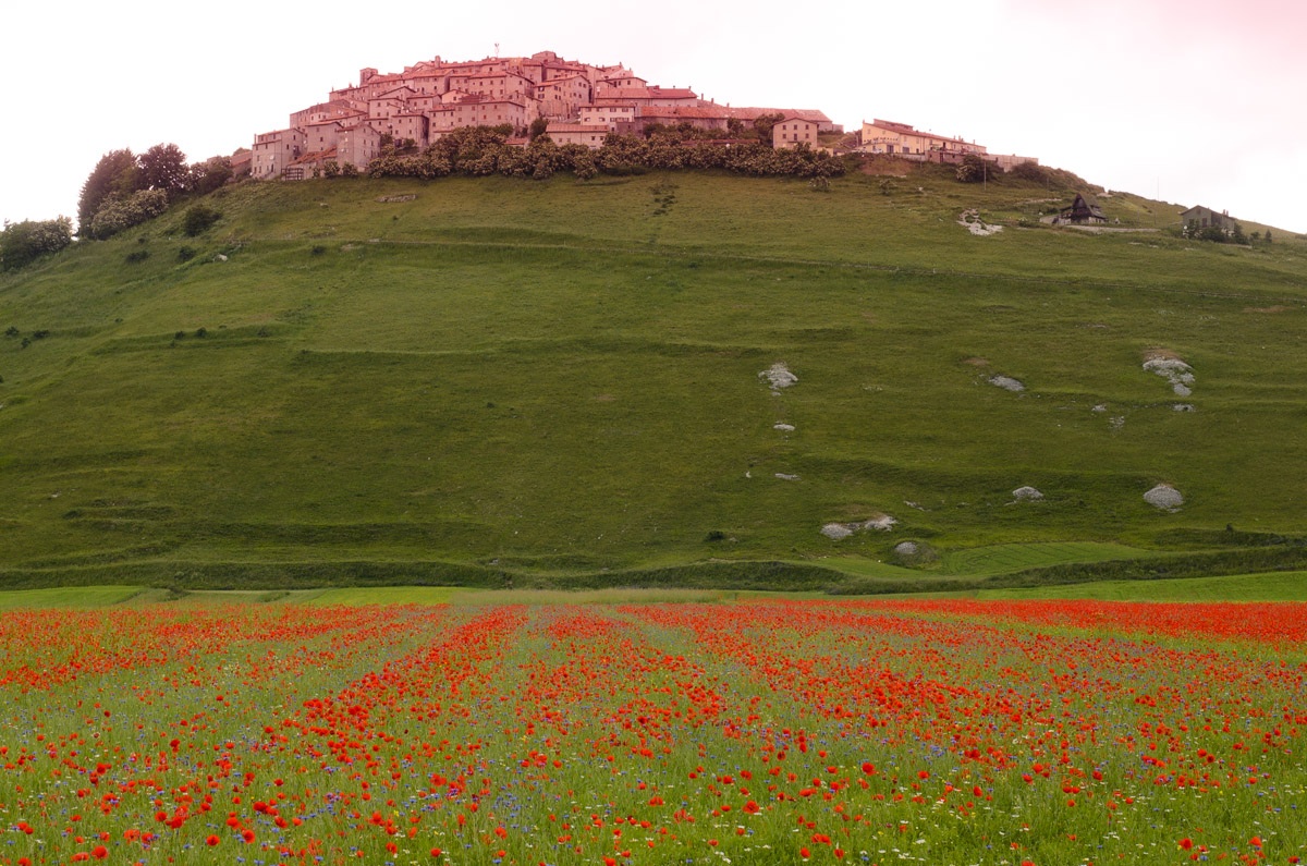 Flowering in Castelluccio