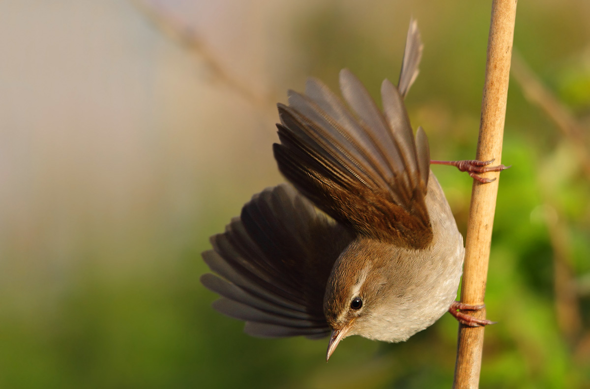 Cetti's Warbler