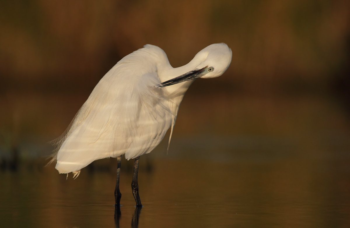 Egret