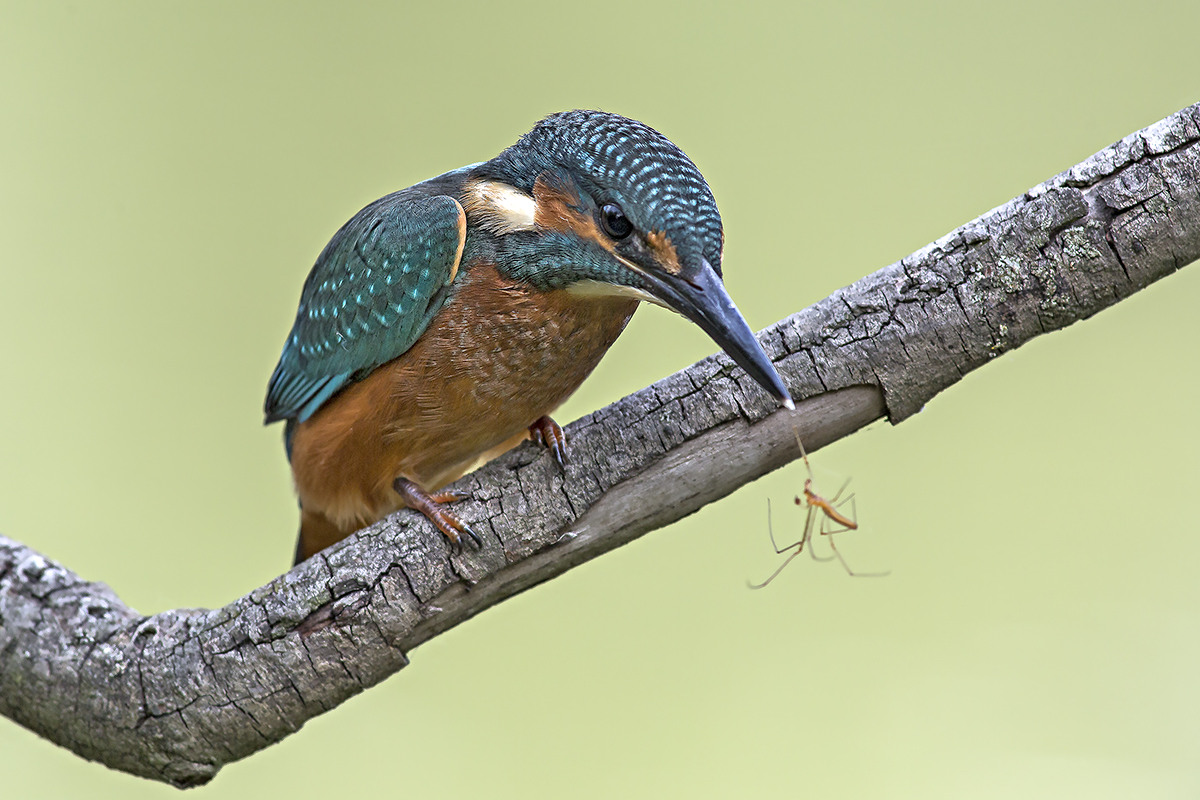 Mi mangio anche il ragnetto