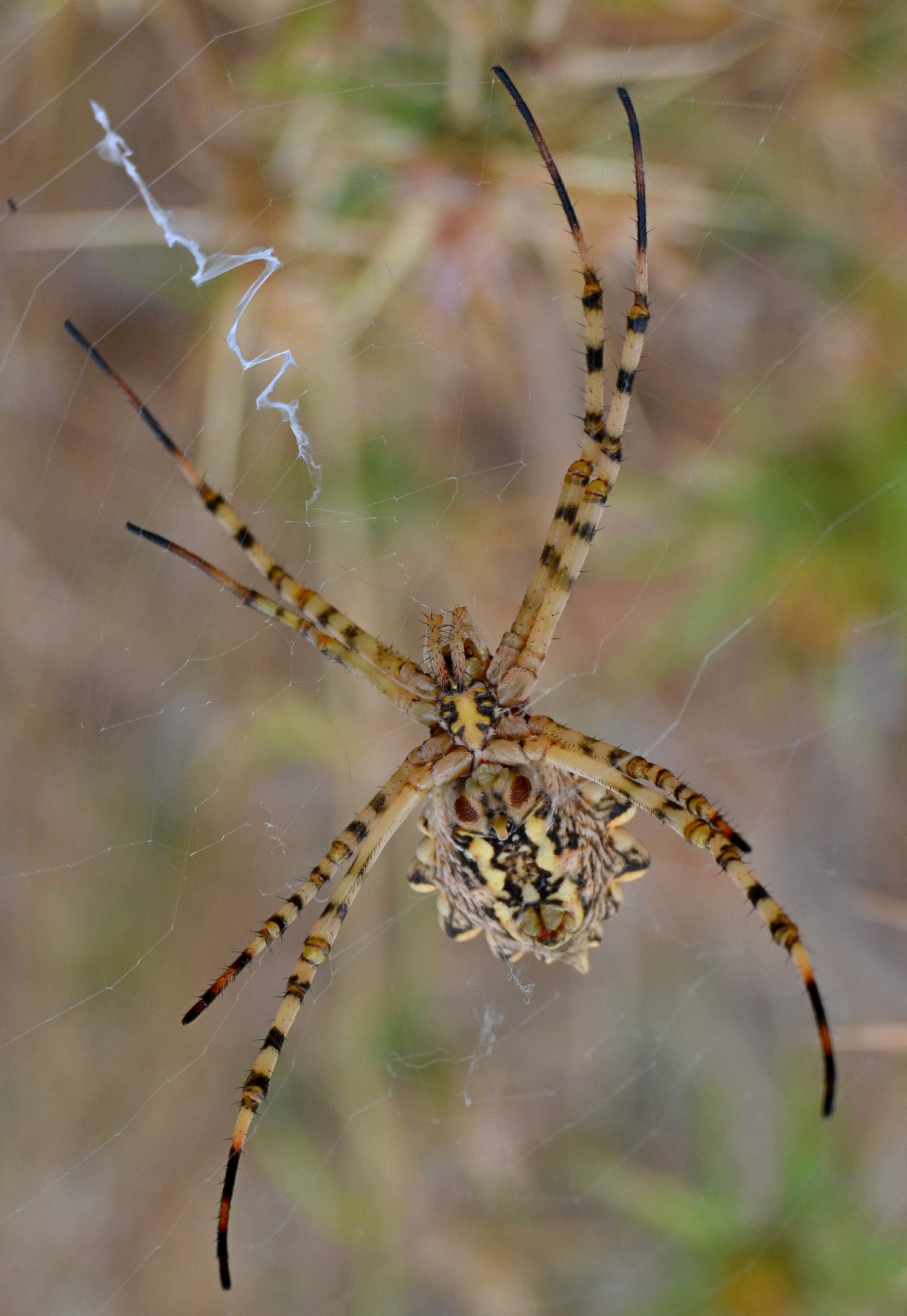 Argiope lobata2
