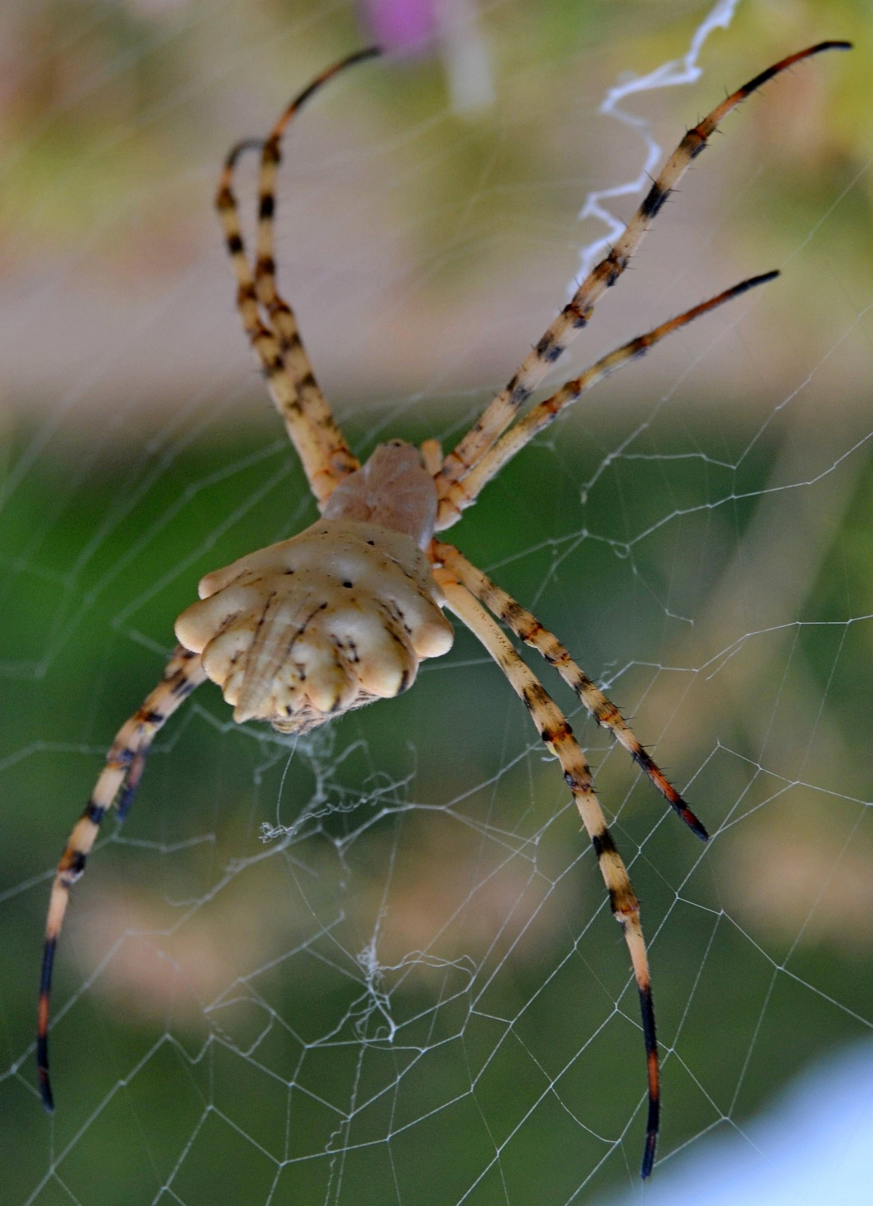 Argiope lobata2