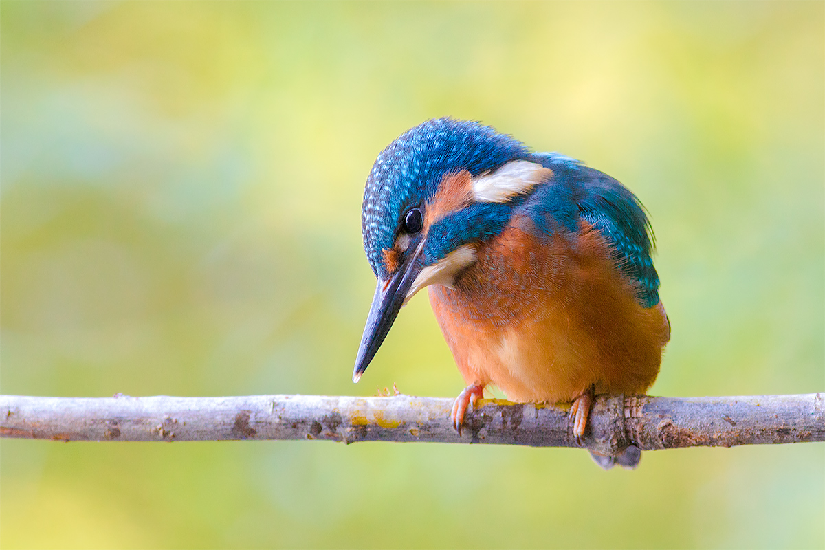Kingfisher