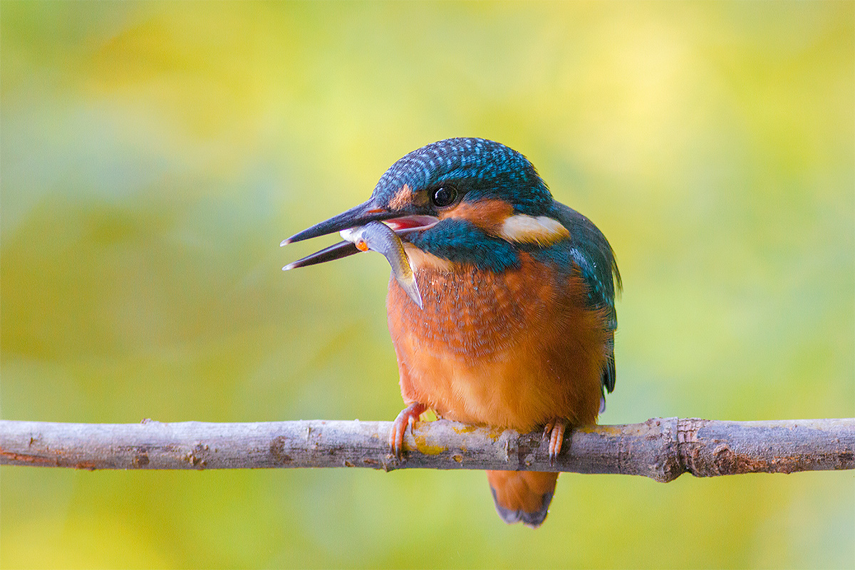 Kingfisher