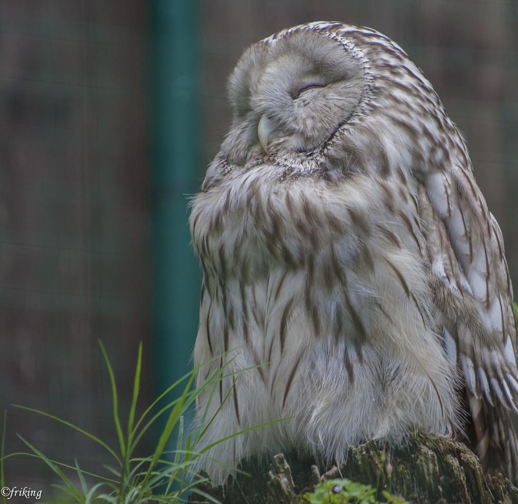 Allocco of the Urals