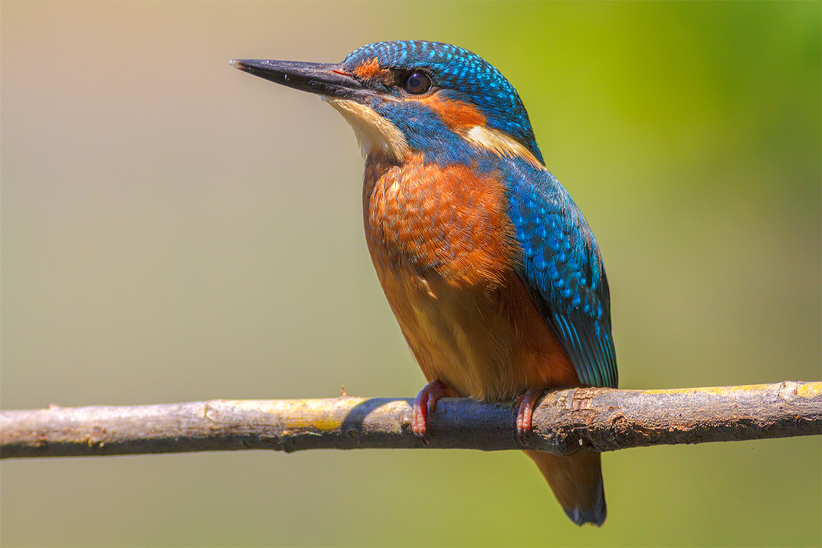 Kingfisher