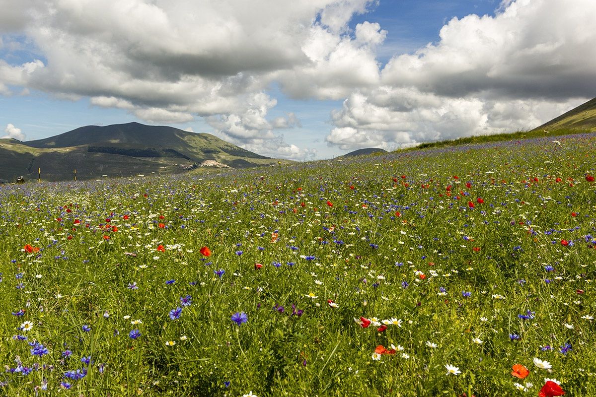 Castelluccio di Norcia (Umbria)