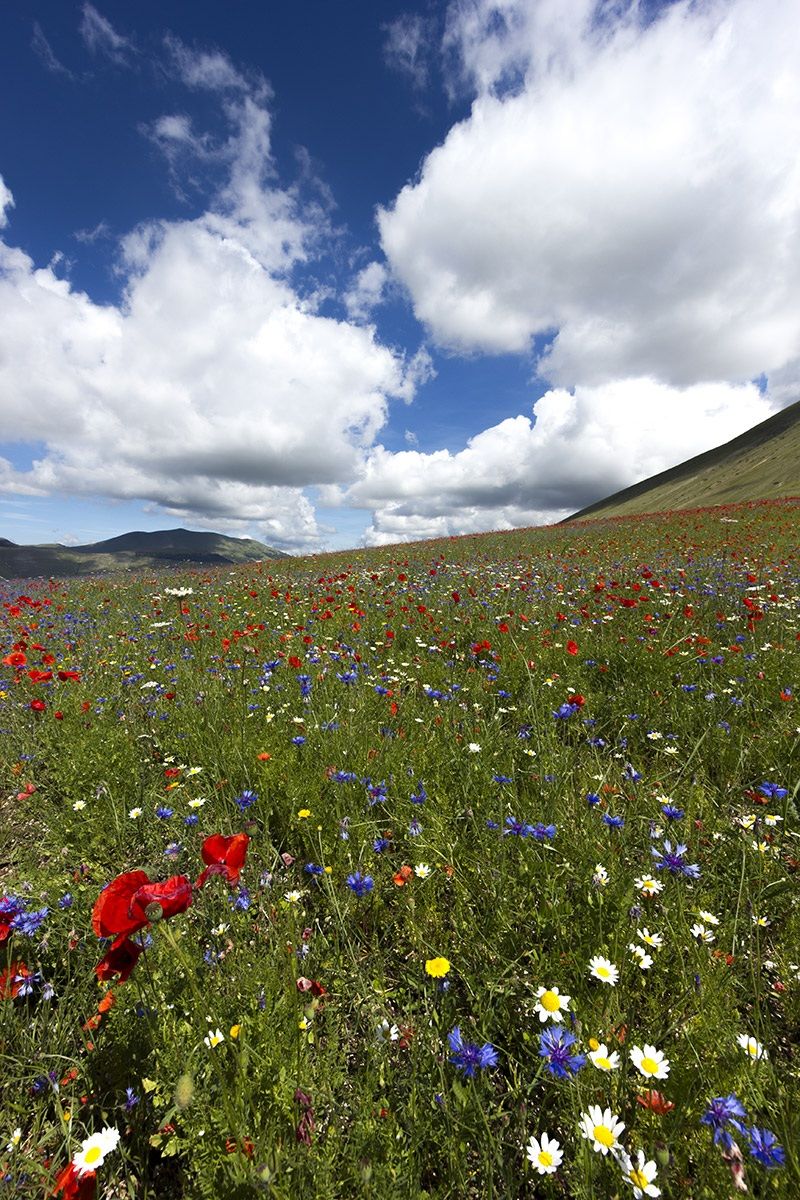 Castelluccio di Norcia (Umbria)