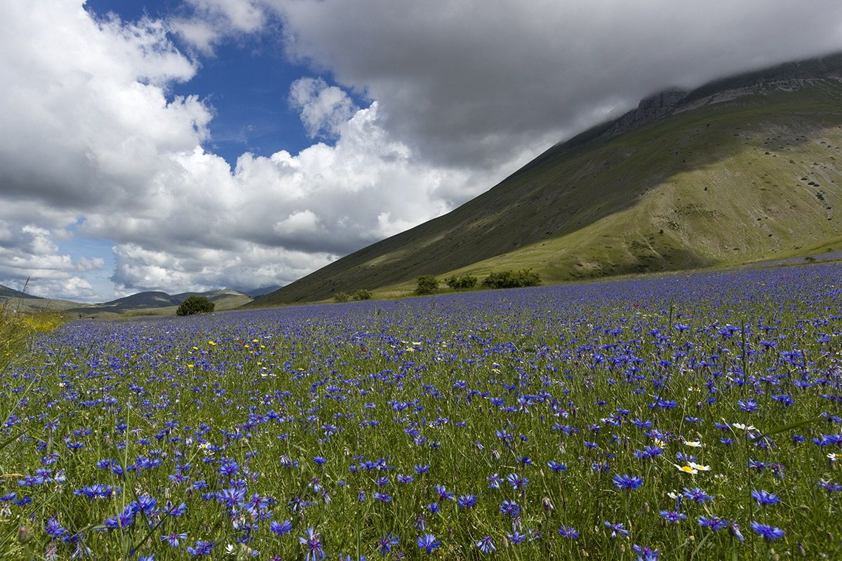 Castelluccio di Norcia (Umbria)