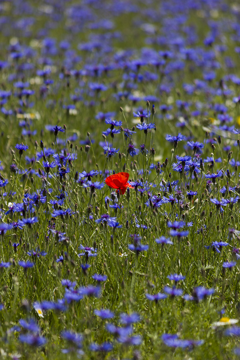 Castelluccio di Norcia (Umbria)