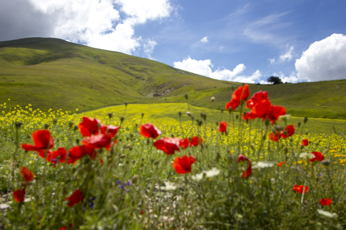 Castelluccio di Norcia (Umbria)