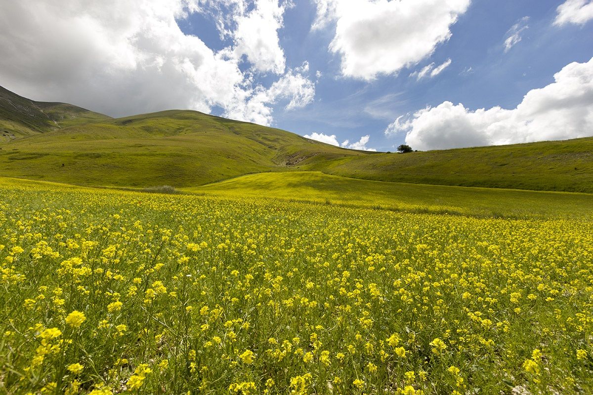 Castelluccio di Norcia (Umbria)