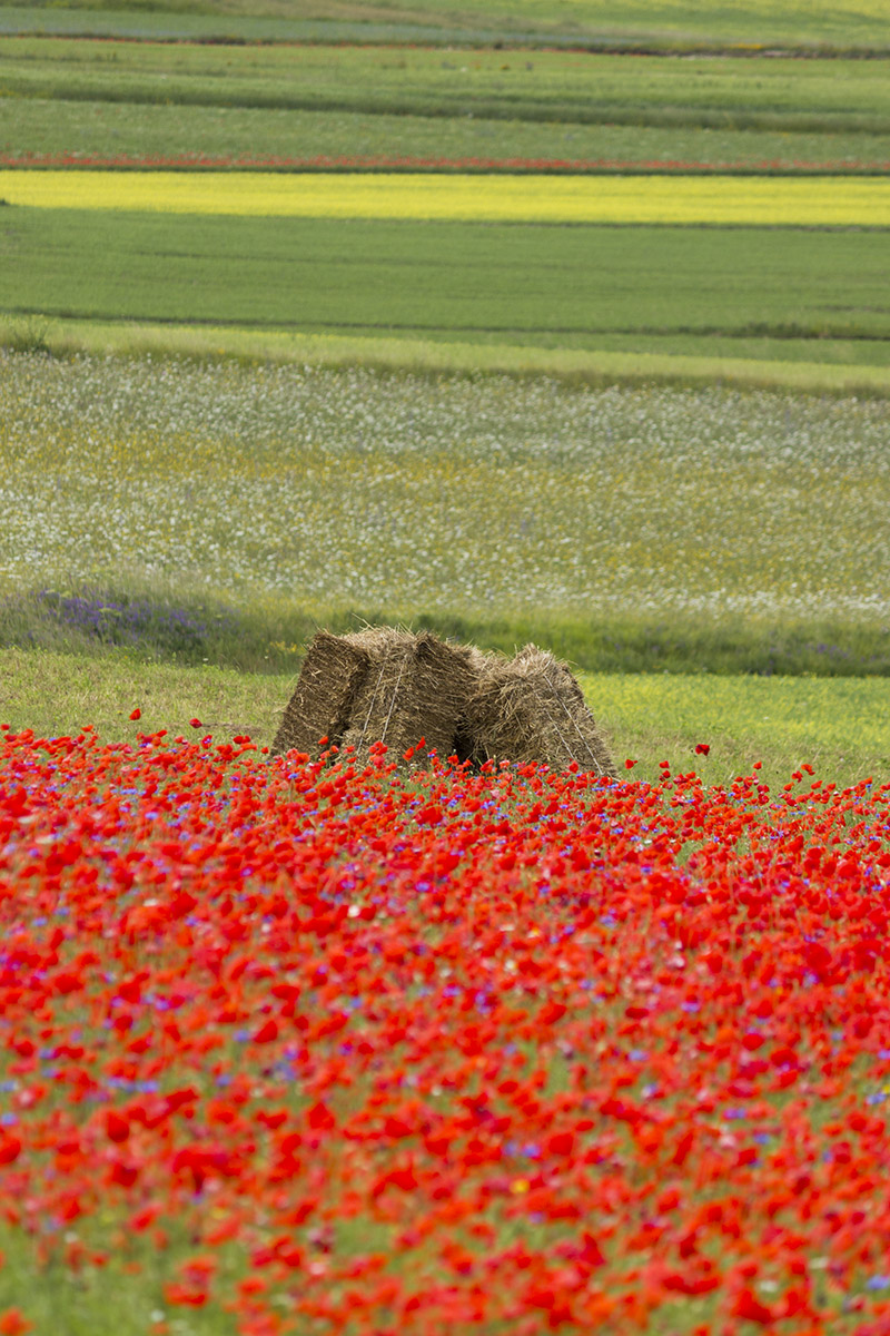 Castelluccio di Norcia (Umbria)
