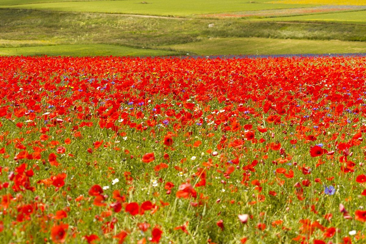 Castelluccio di Norcia (Umbria)