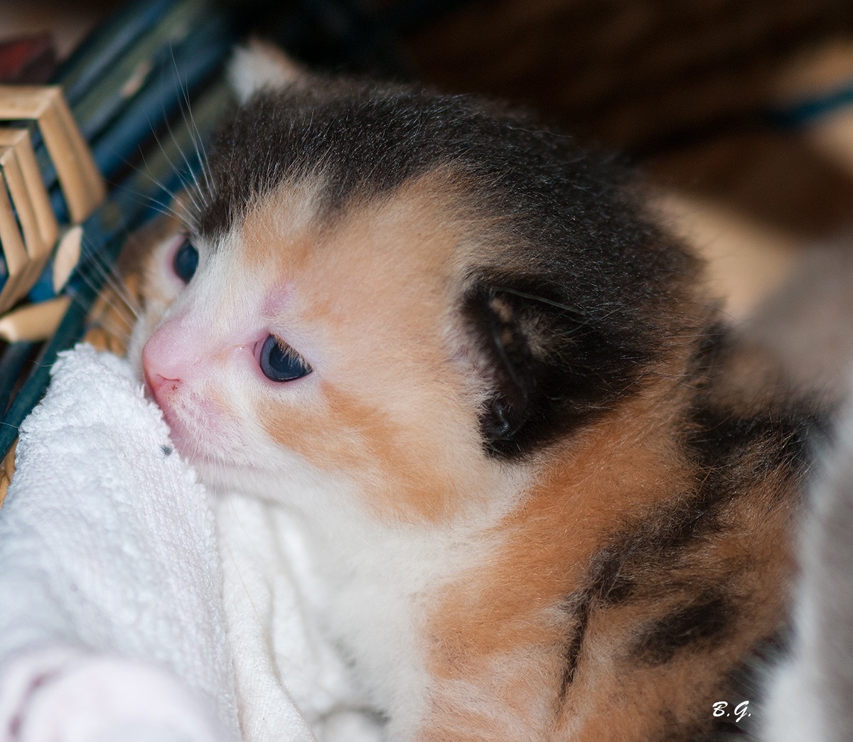 L'ultima arrivata.. Una settimana fa..