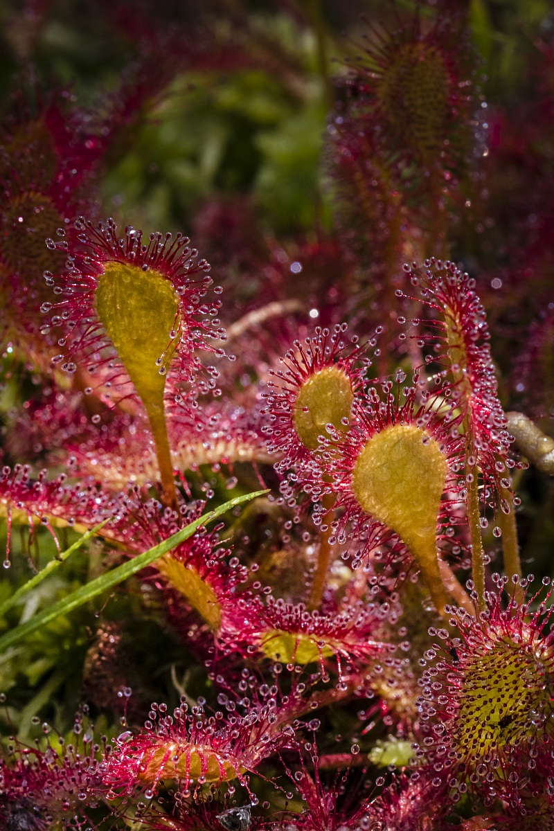 Colonia di Droseraceae