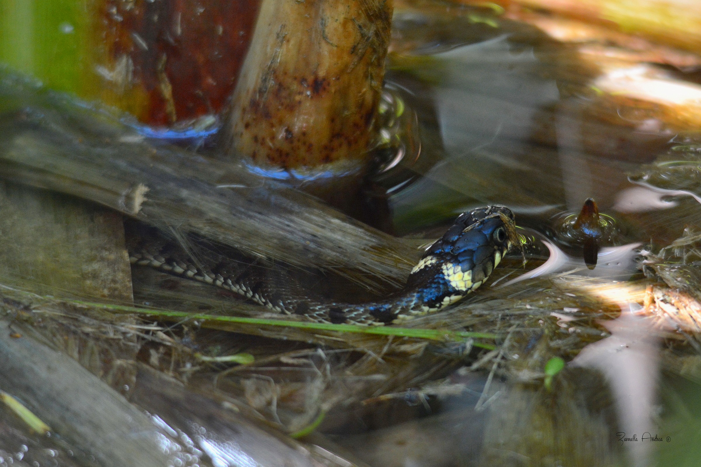 Grass Snake