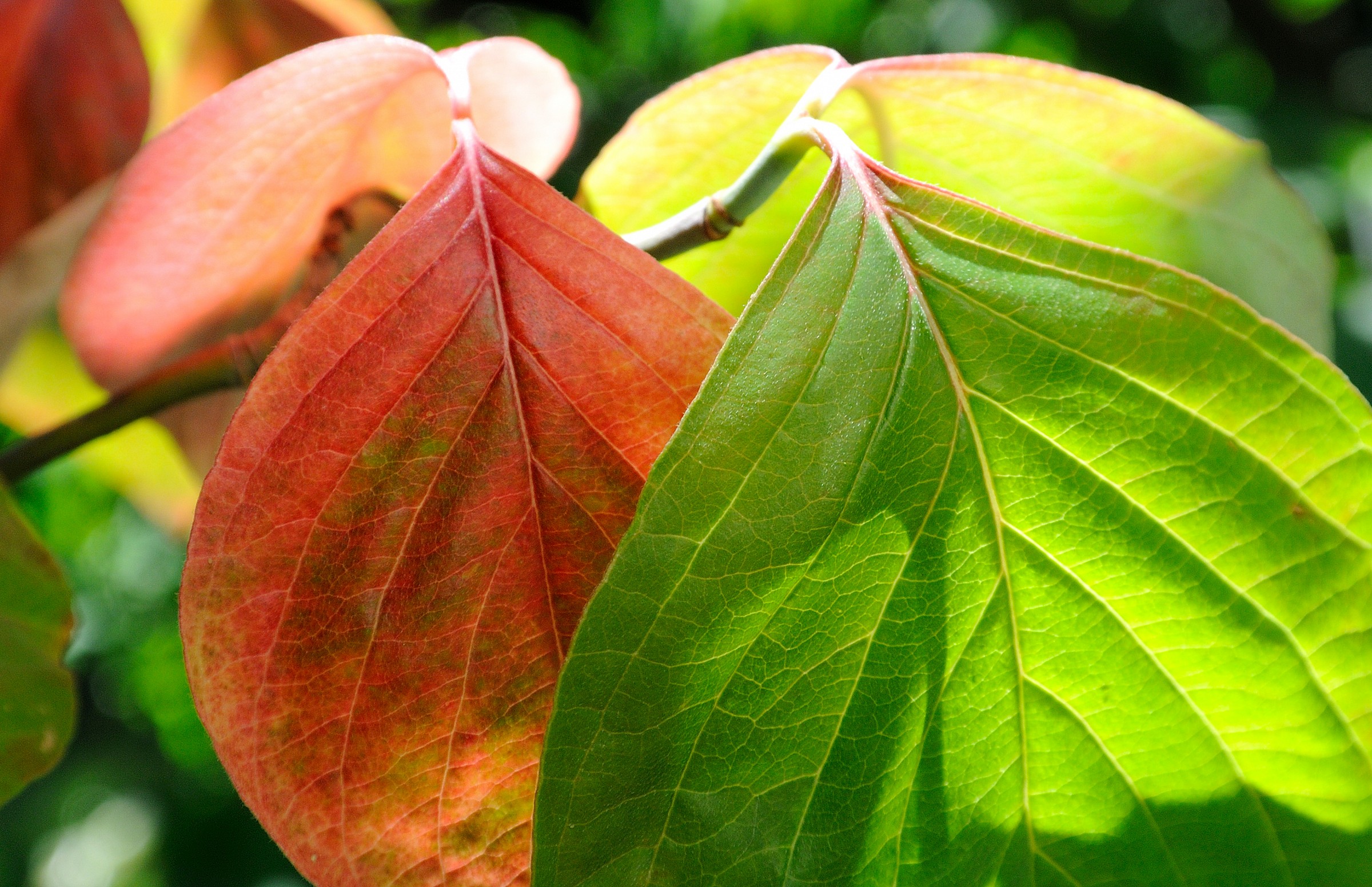 Lights, shadows and colors