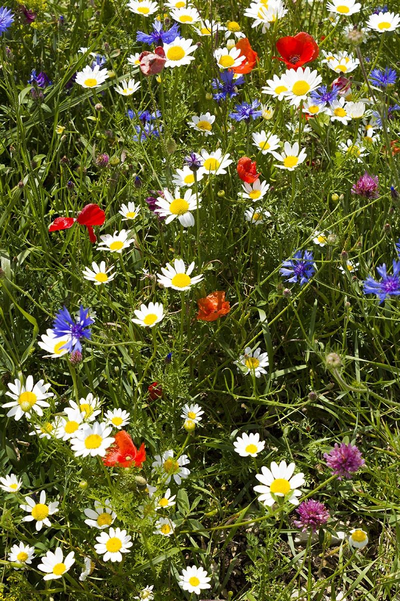 Castelluccio di Norcia (Umbria)