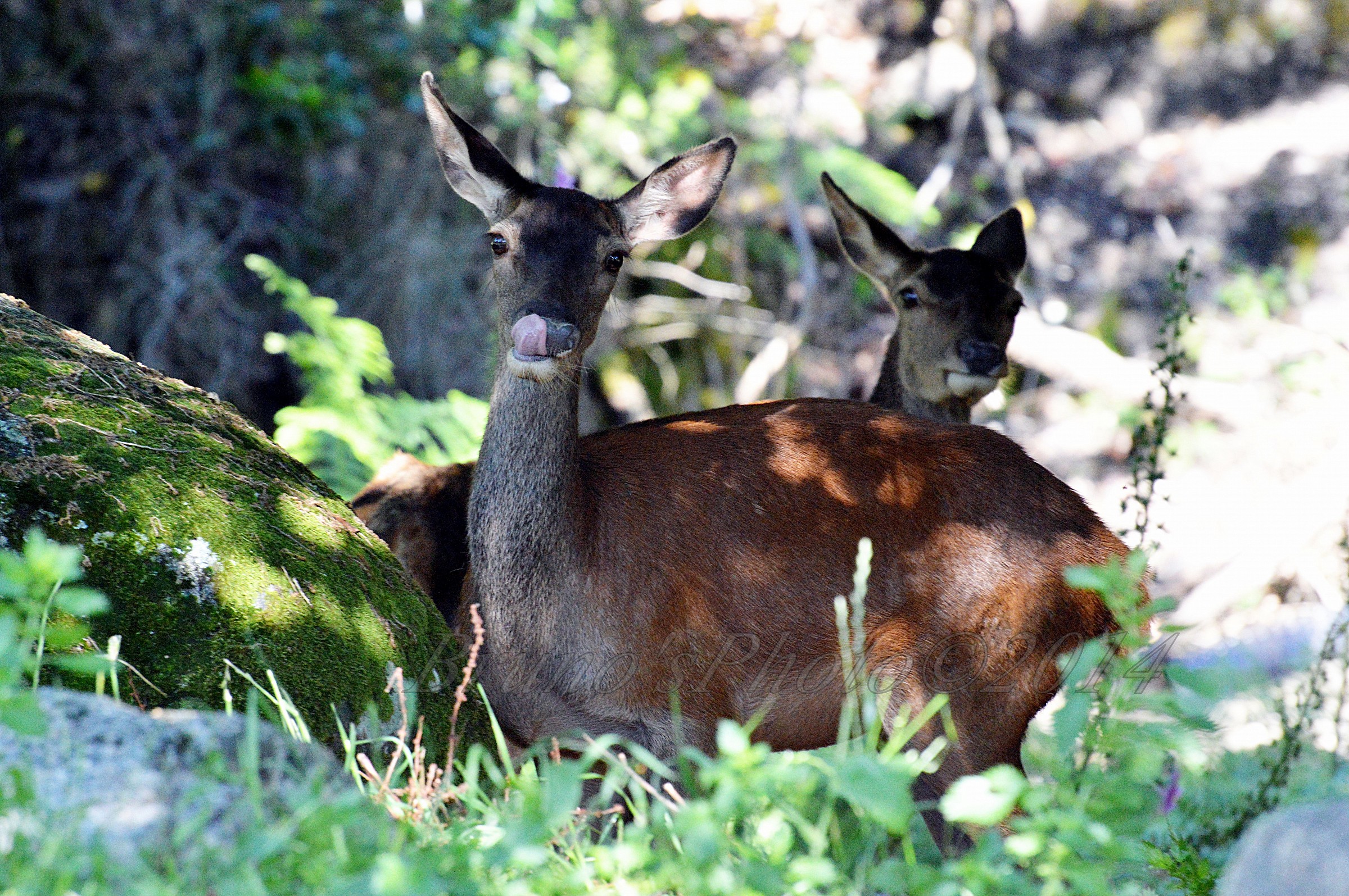 Cervus elaphus corsicanus