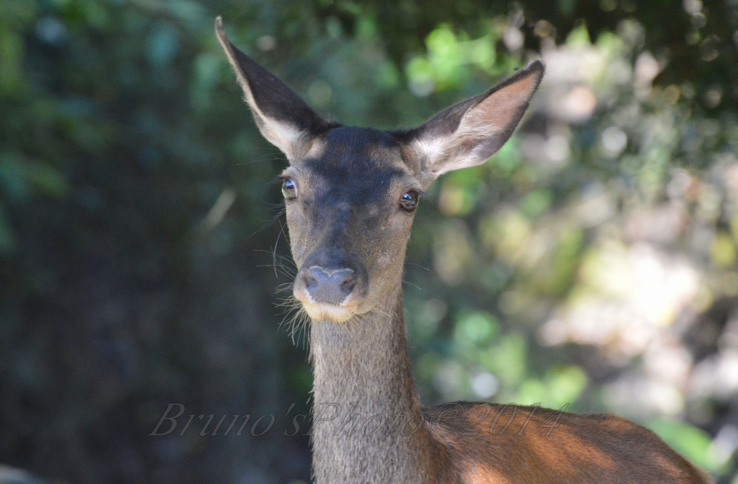 Cervus elaphus corsicanus