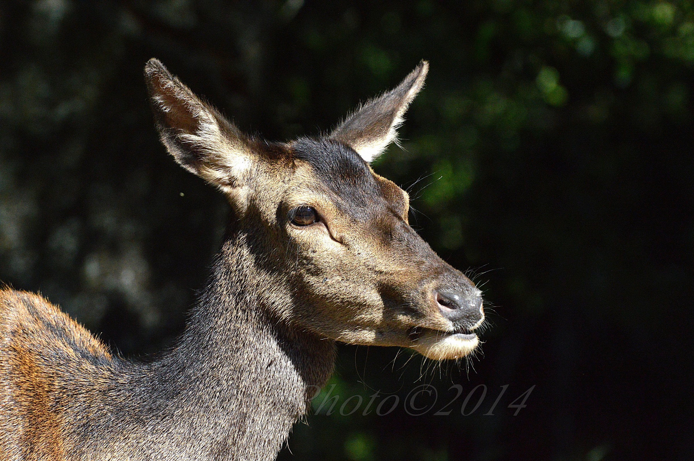 Cervus elaphus corsicanus