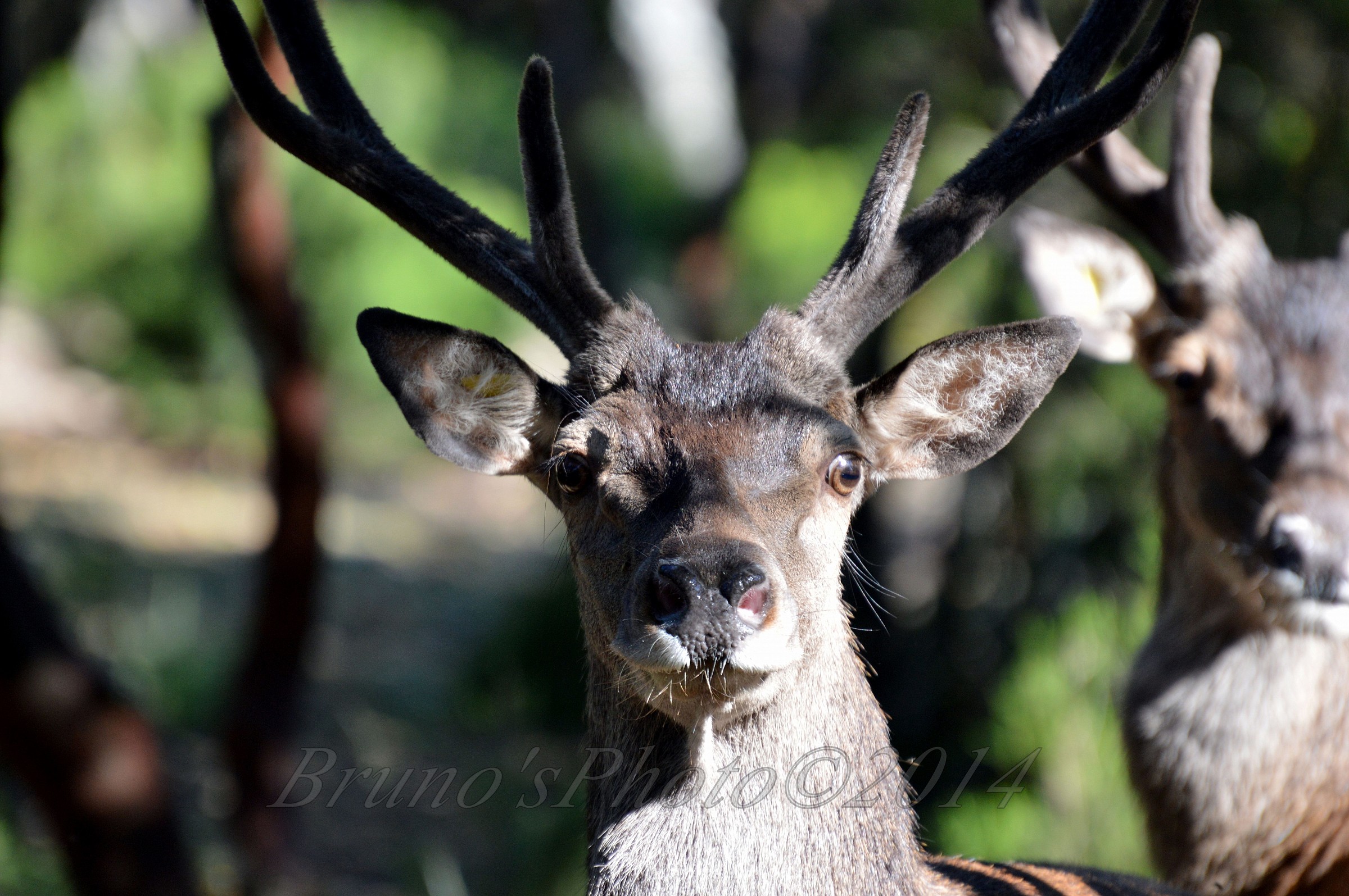 Cervus elaphus corsicanus