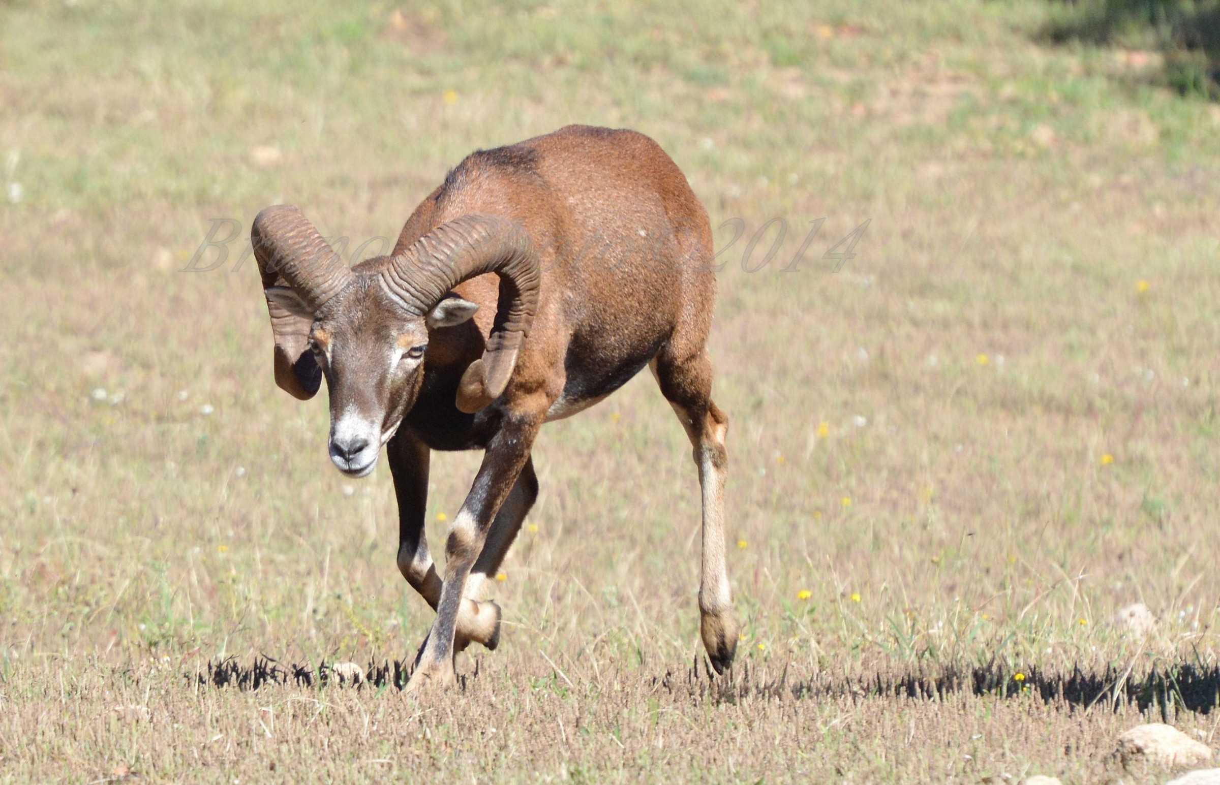 Ovis Musimon - Mouflon
