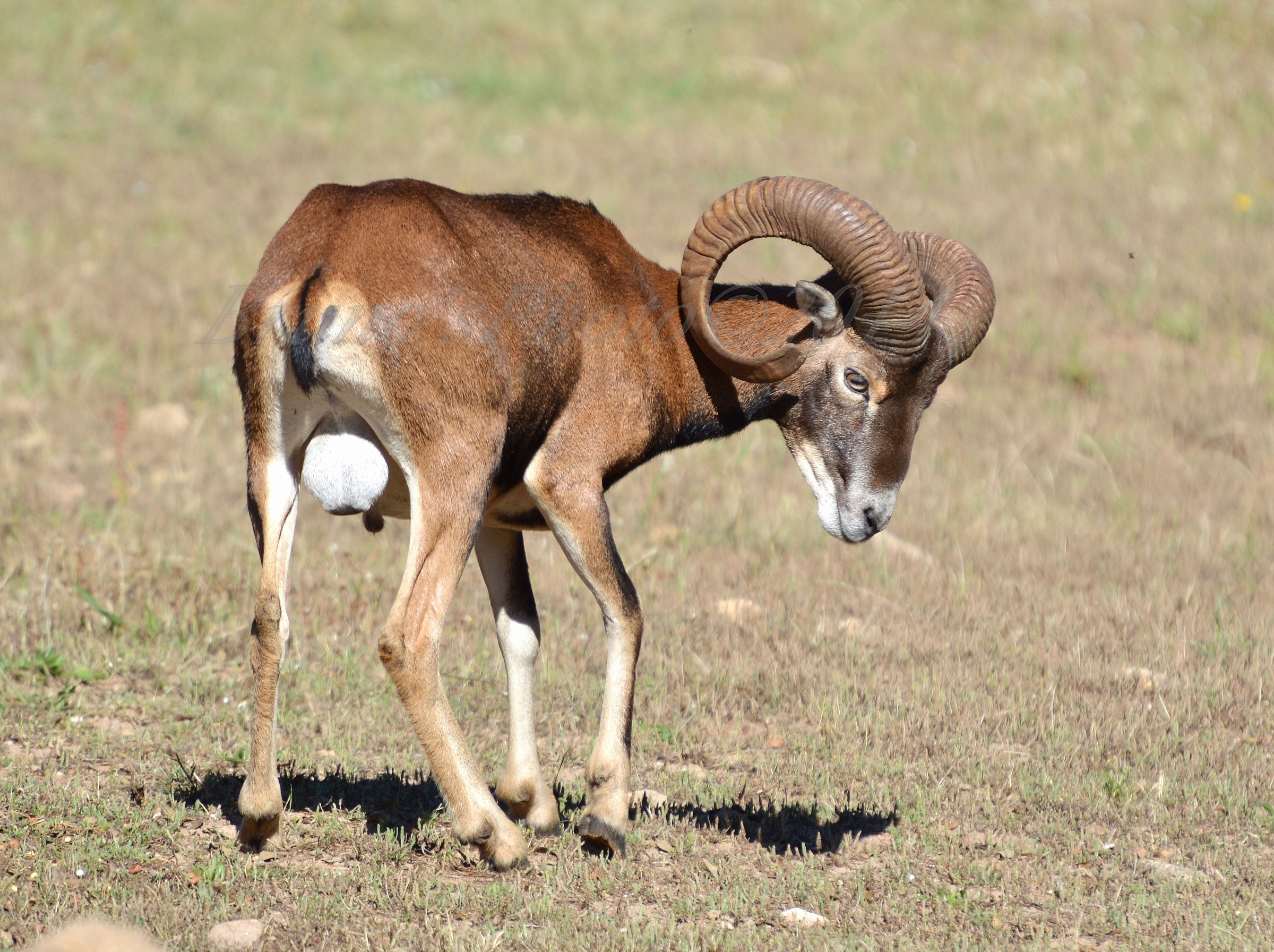 Ovis Musimon - Mouflon