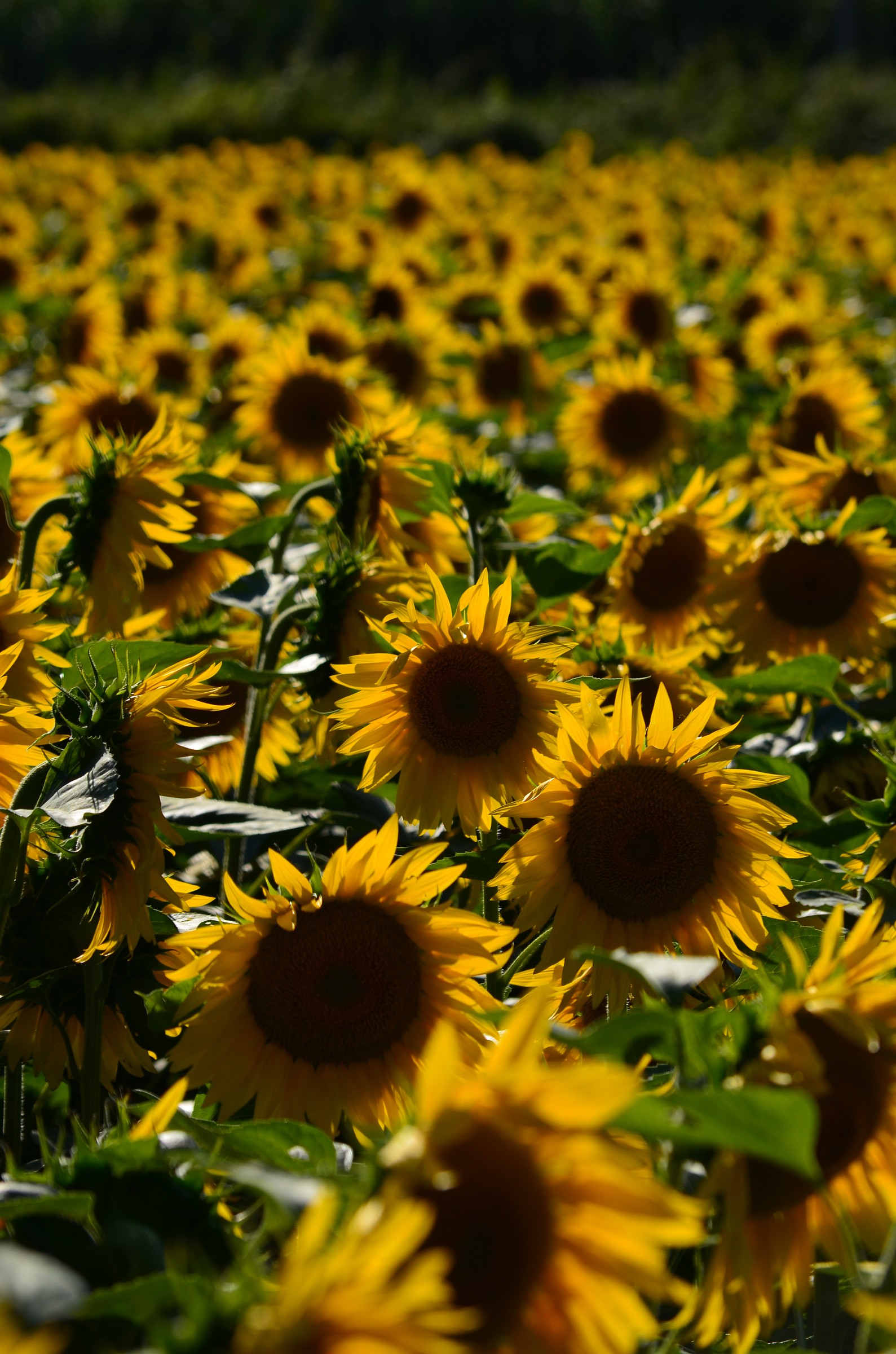 i miei fiori preferiti