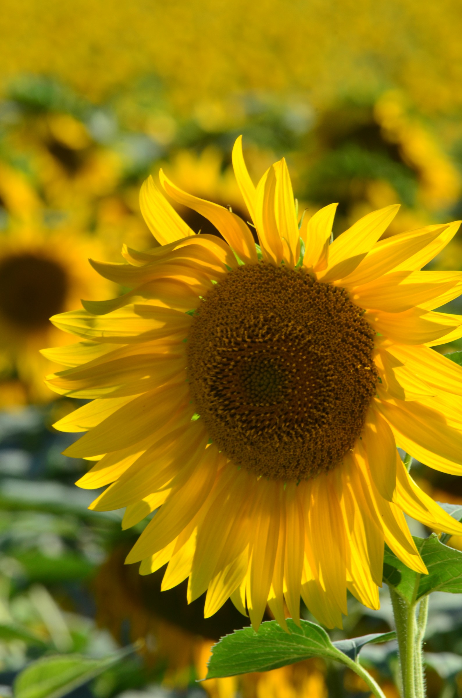 peccato per i petali ma per me e' la piu' bella