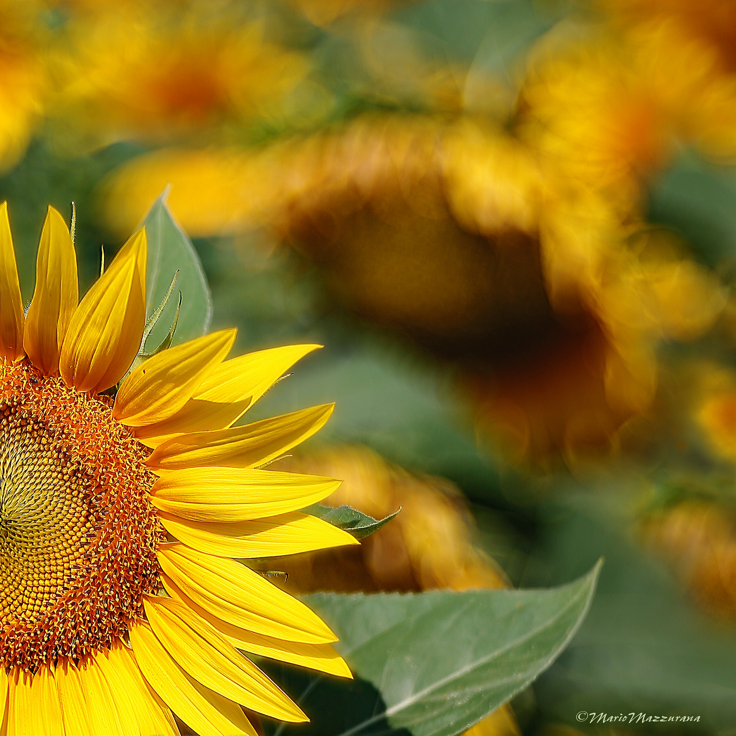 Sunflower
