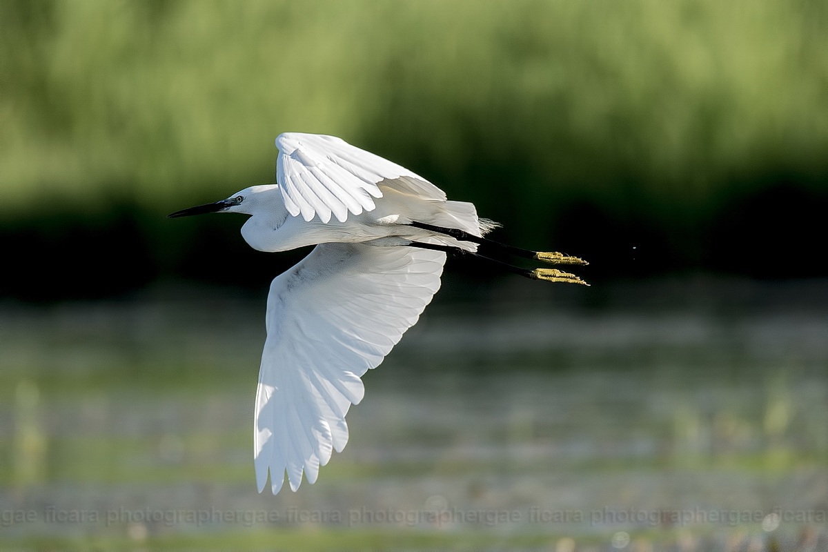 Egret