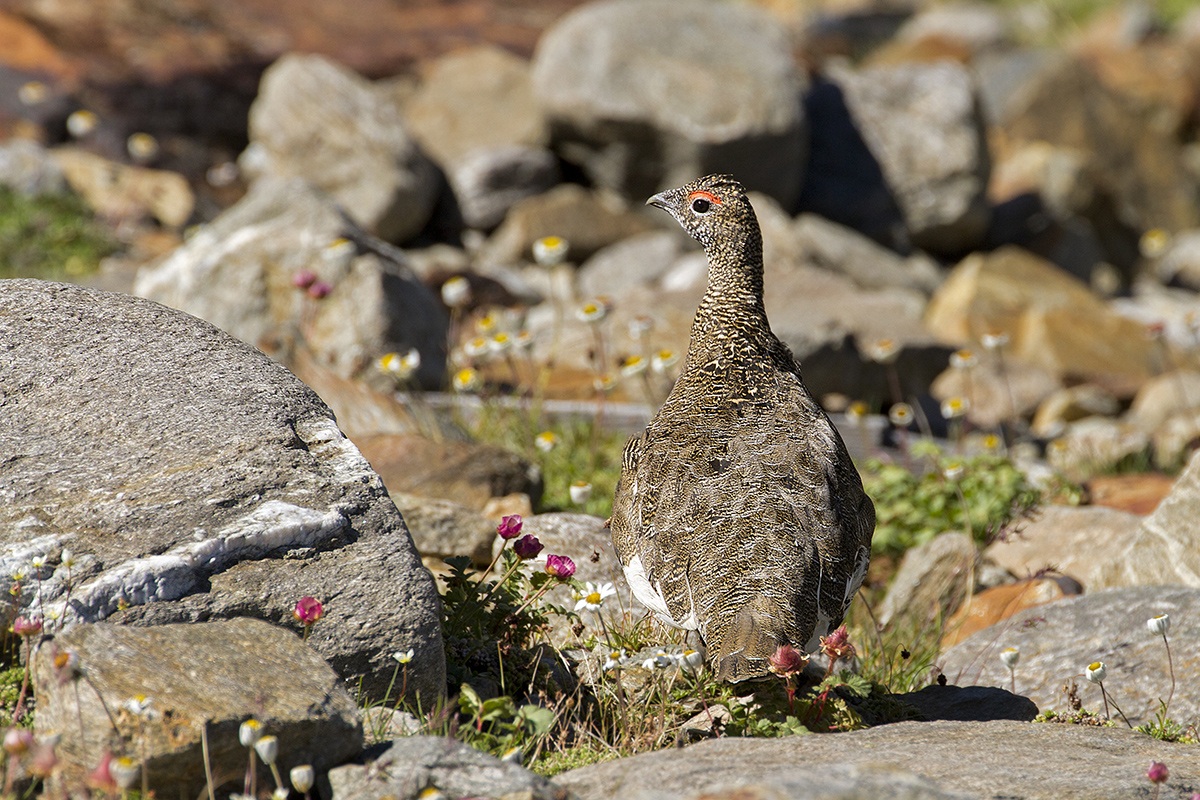 ptarmigan summer clothes