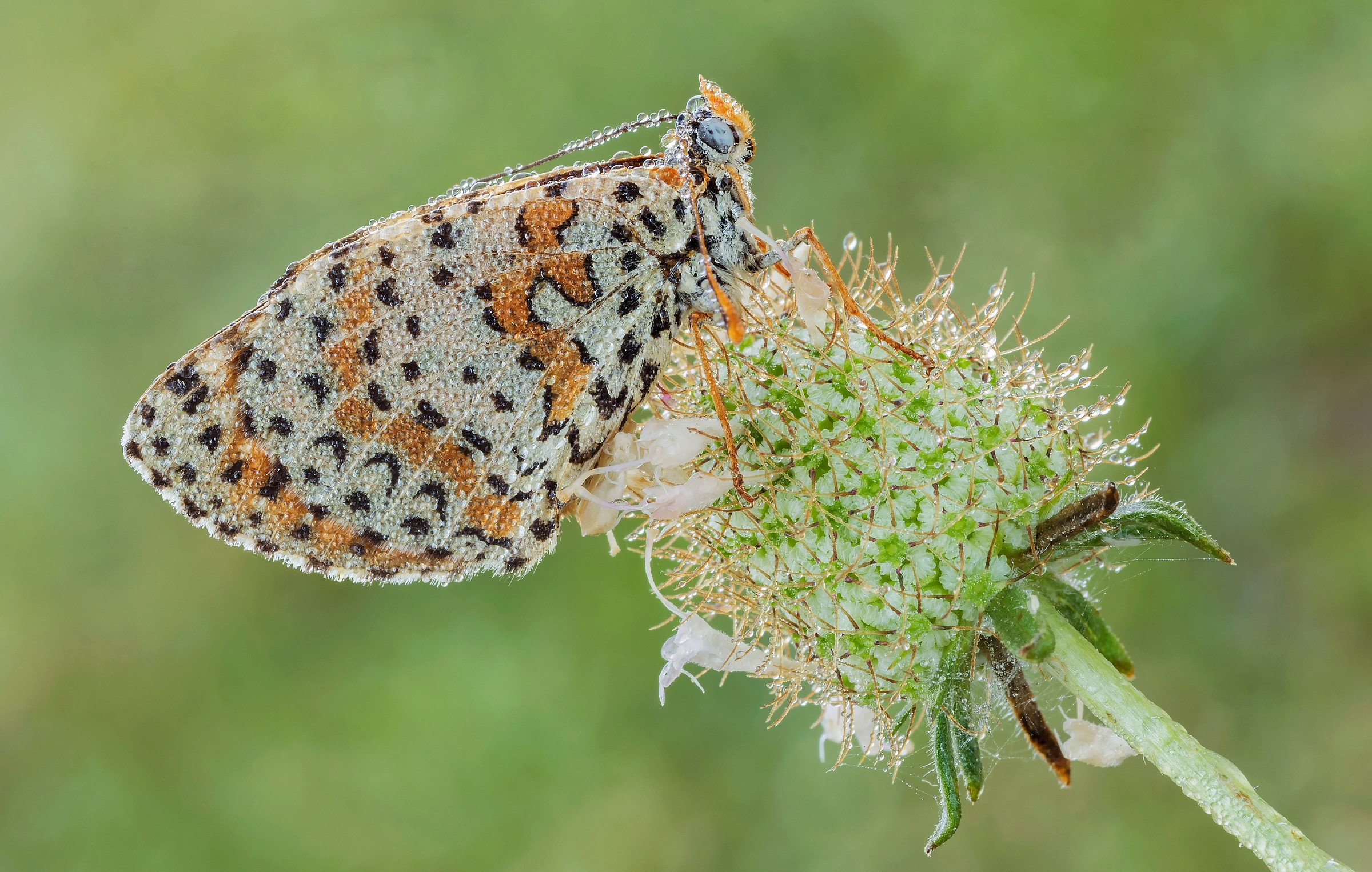 Meliaea Didyma con rugiada...