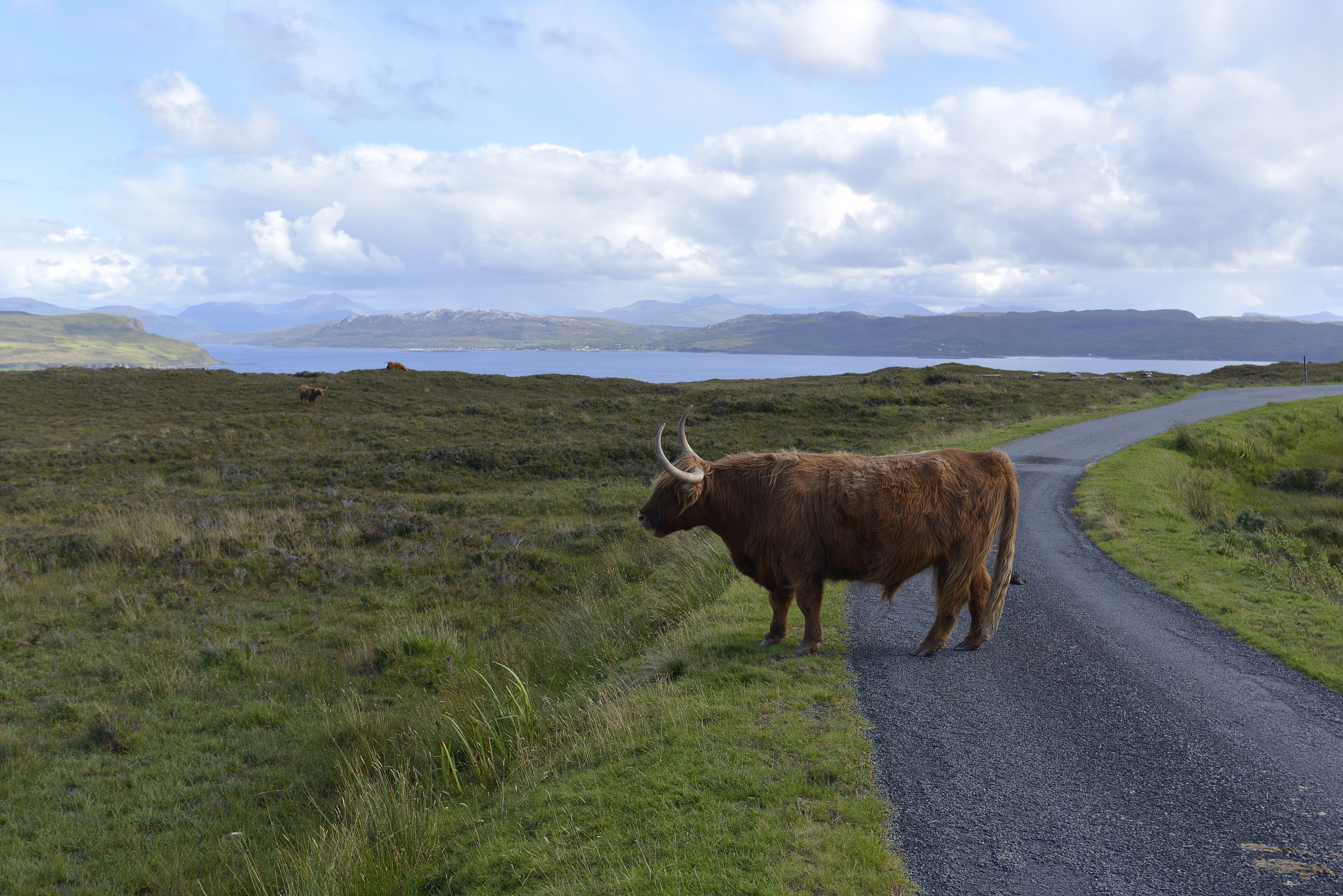 Scottish Cattle