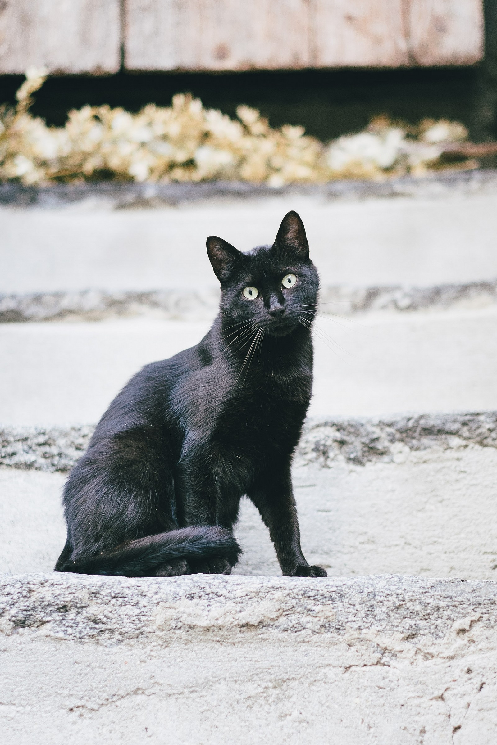 Benny, il gatto di mia madre