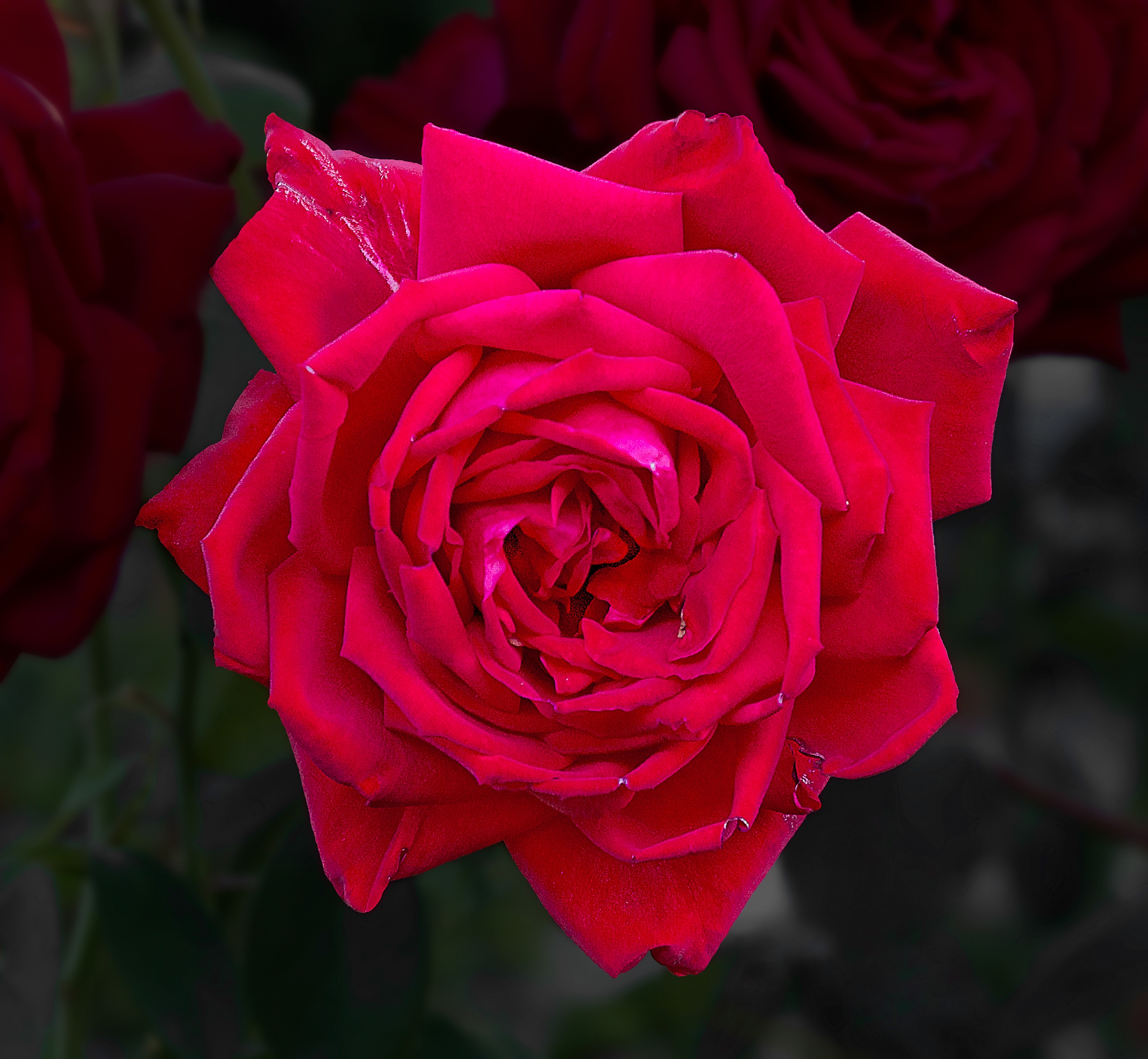 Rosa 2