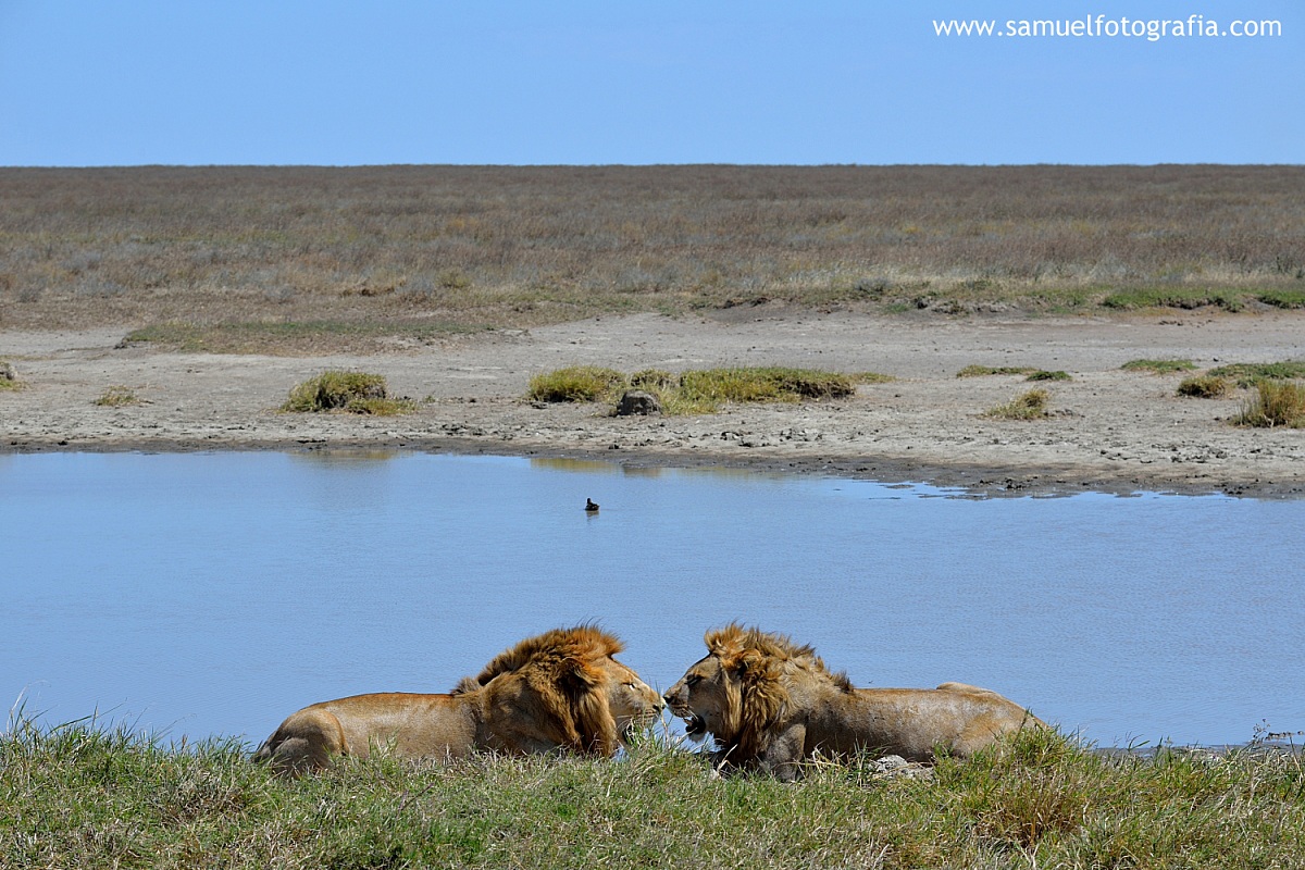 Guardiani dell'acqua