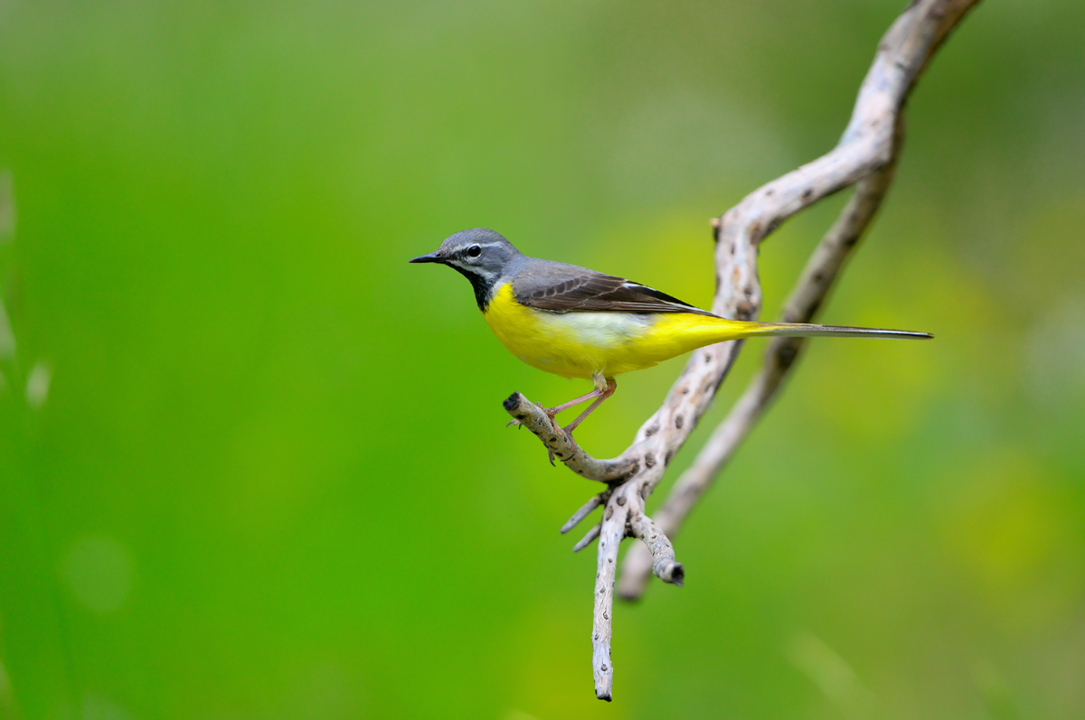 male yellow wagtail