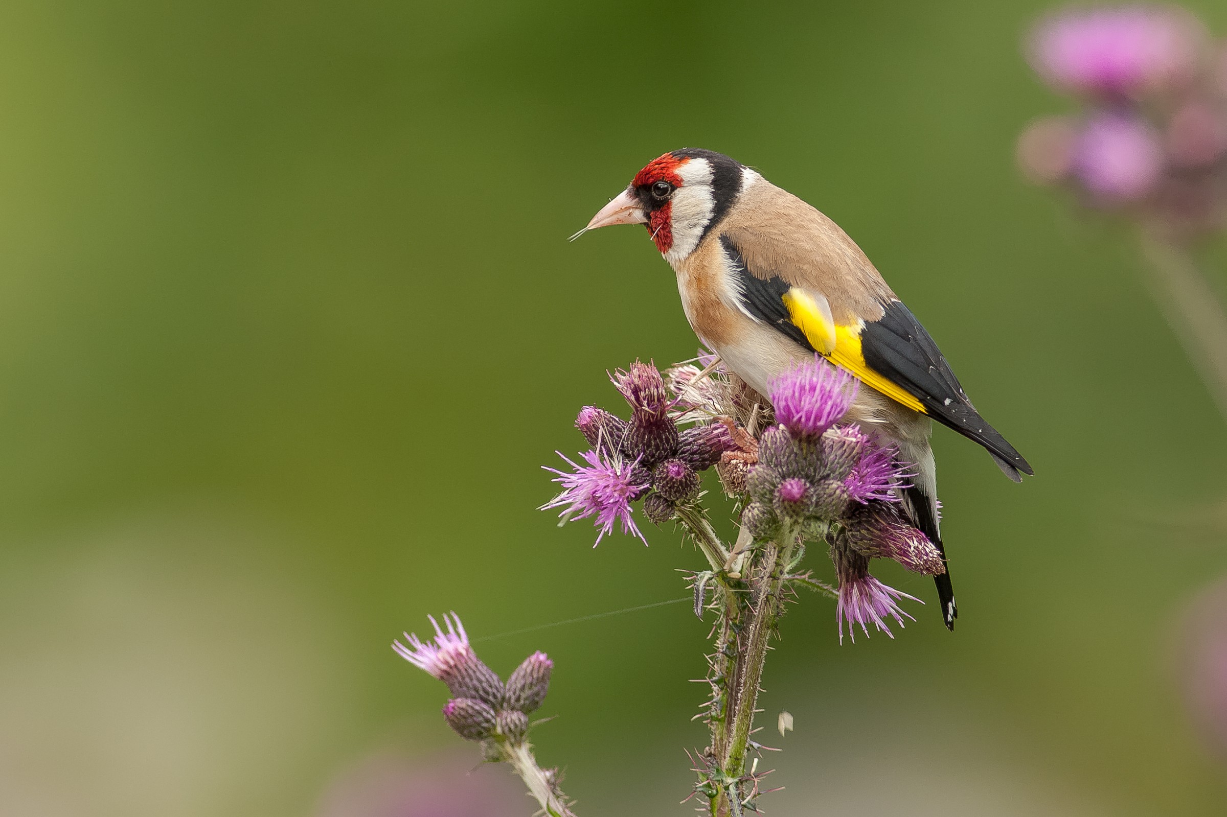 Goldfinch
