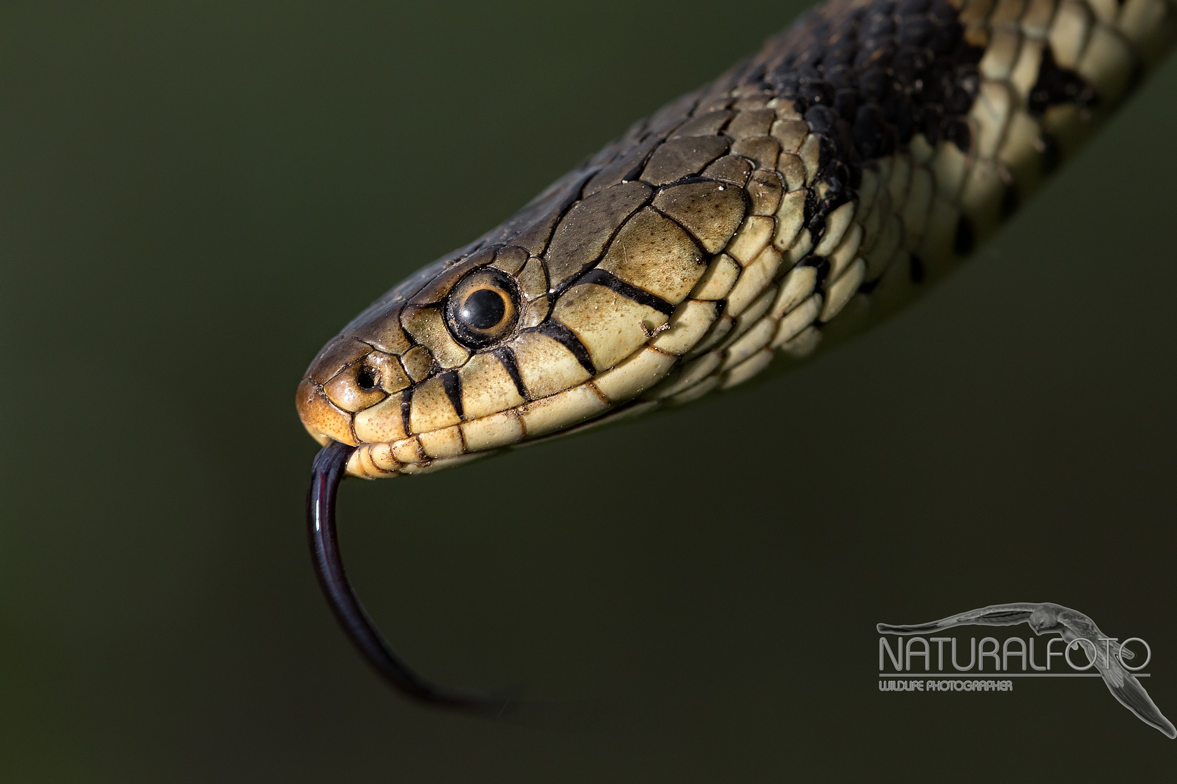 Natrix natrix portrait